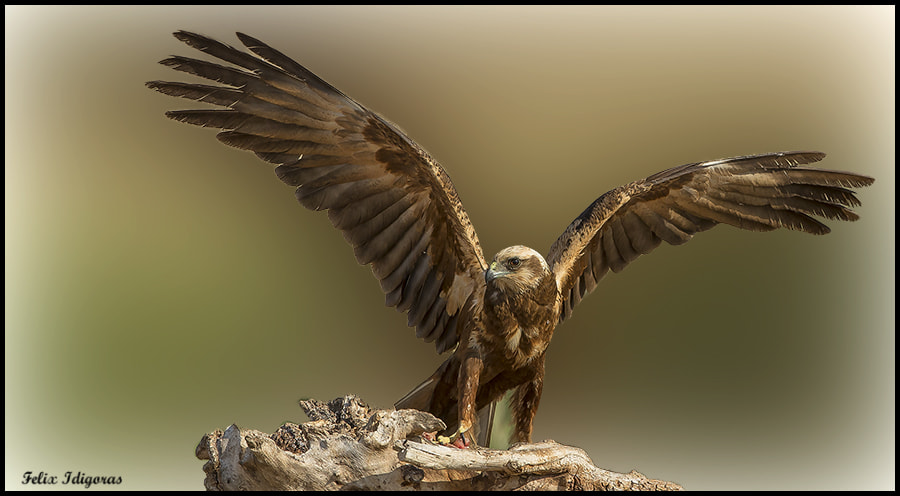Canon EF 300mm F2.8L IS II USM sample photo. Aguilucho lagunero photography