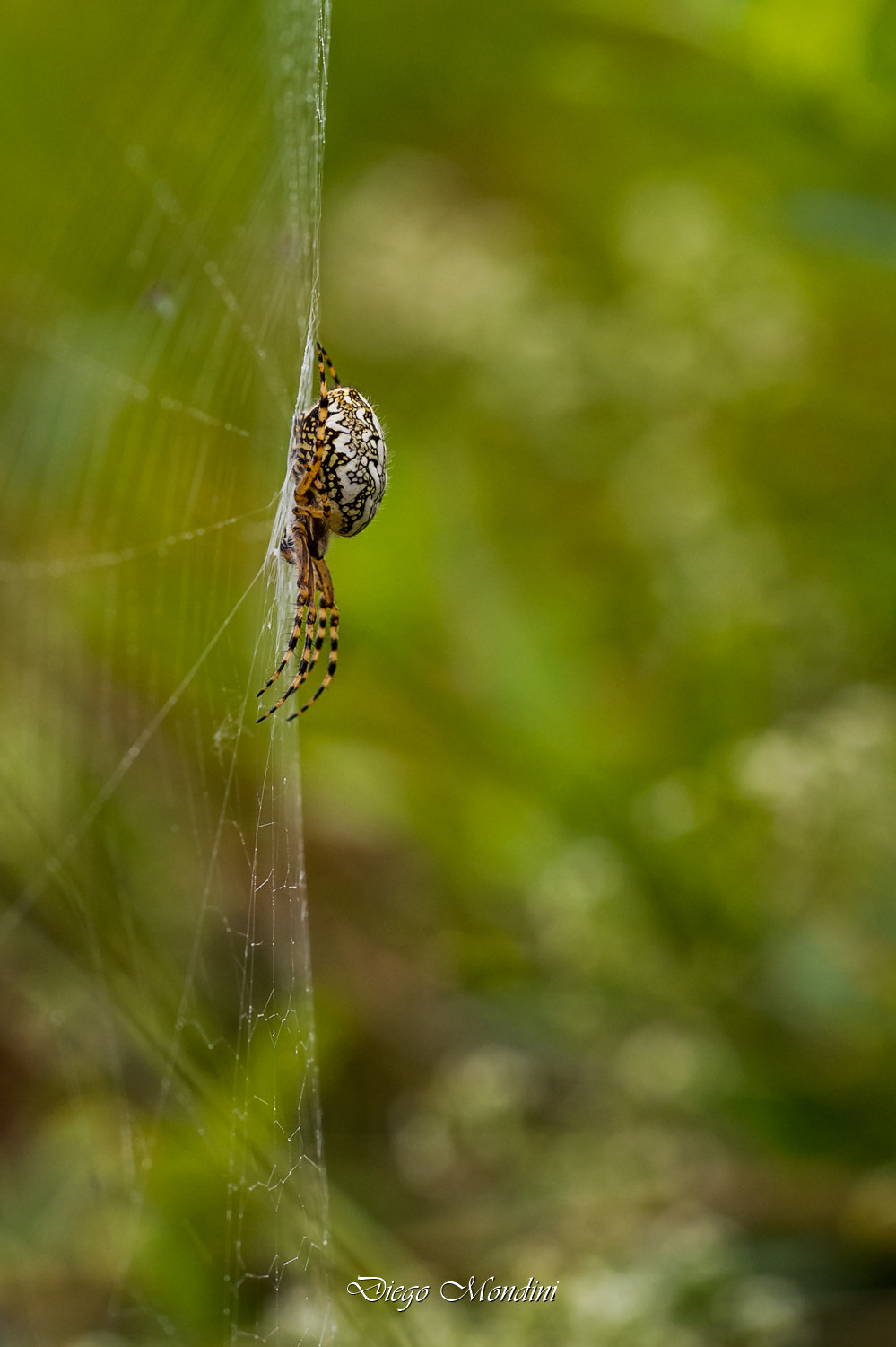 Sigma 150mm F2.8 EX DG Macro HSM sample photo. Ragno di profilo photography