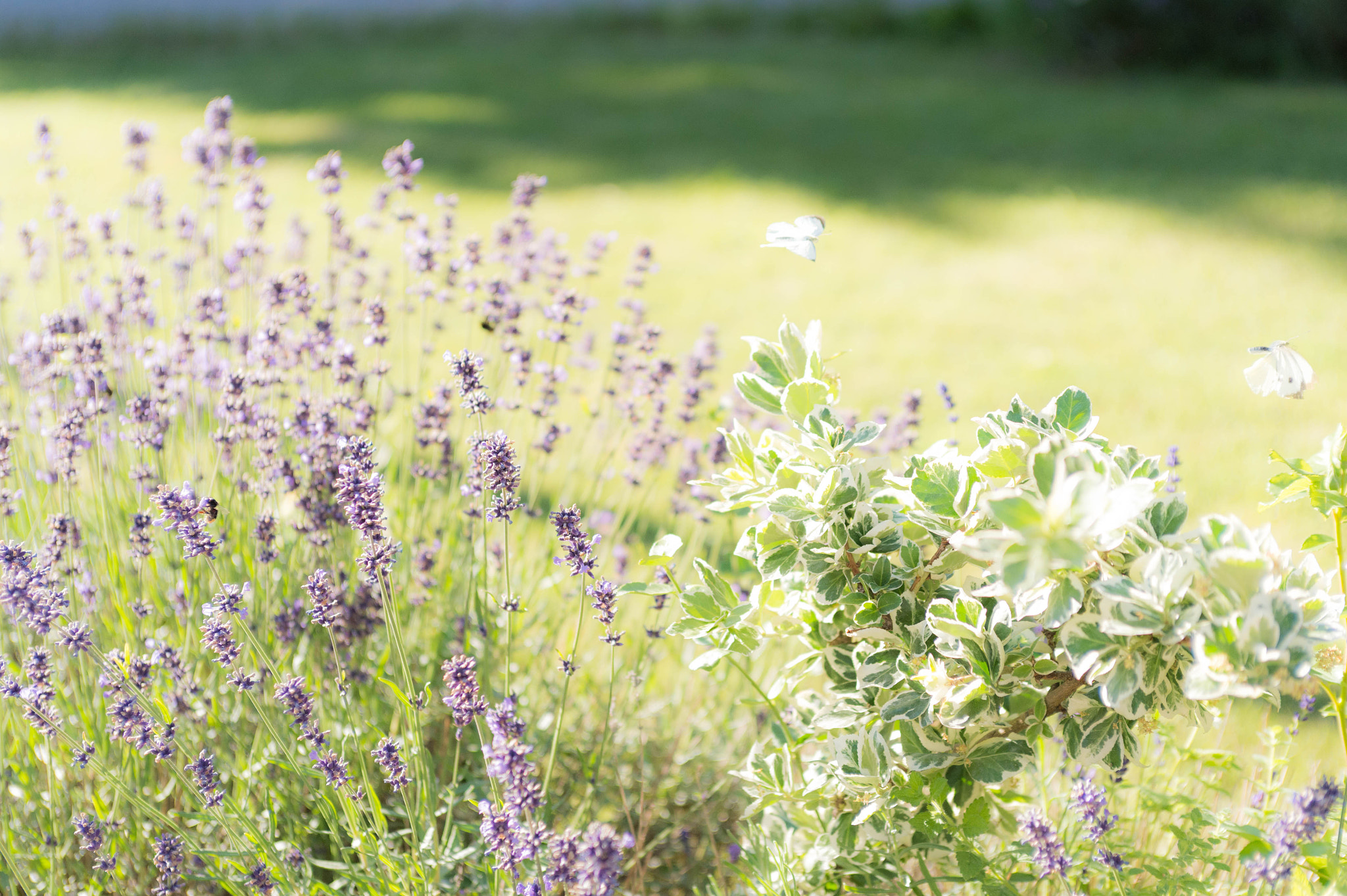 Nikon Df + AF Zoom-Nikkor 35-70mm f/2.8D sample photo. Swedish summer photography