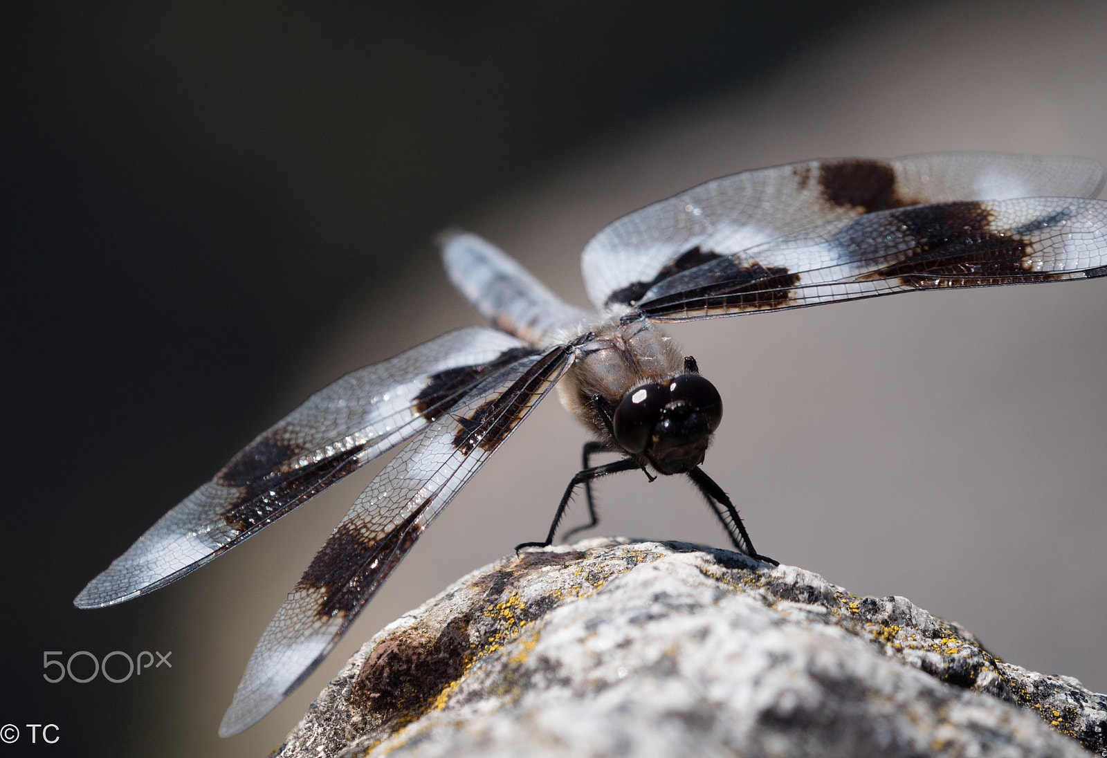 Panasonic Lumix DMC-GX8 + LEICA DG 100-400/F4.0-6.3 sample photo. Dragon fly photography