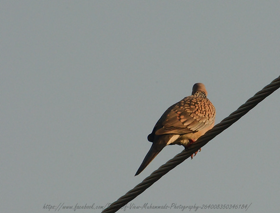 Nikon D7100 + Sigma 70-300mm F4-5.6 APO Macro Super II sample photo. Spotted dove photography