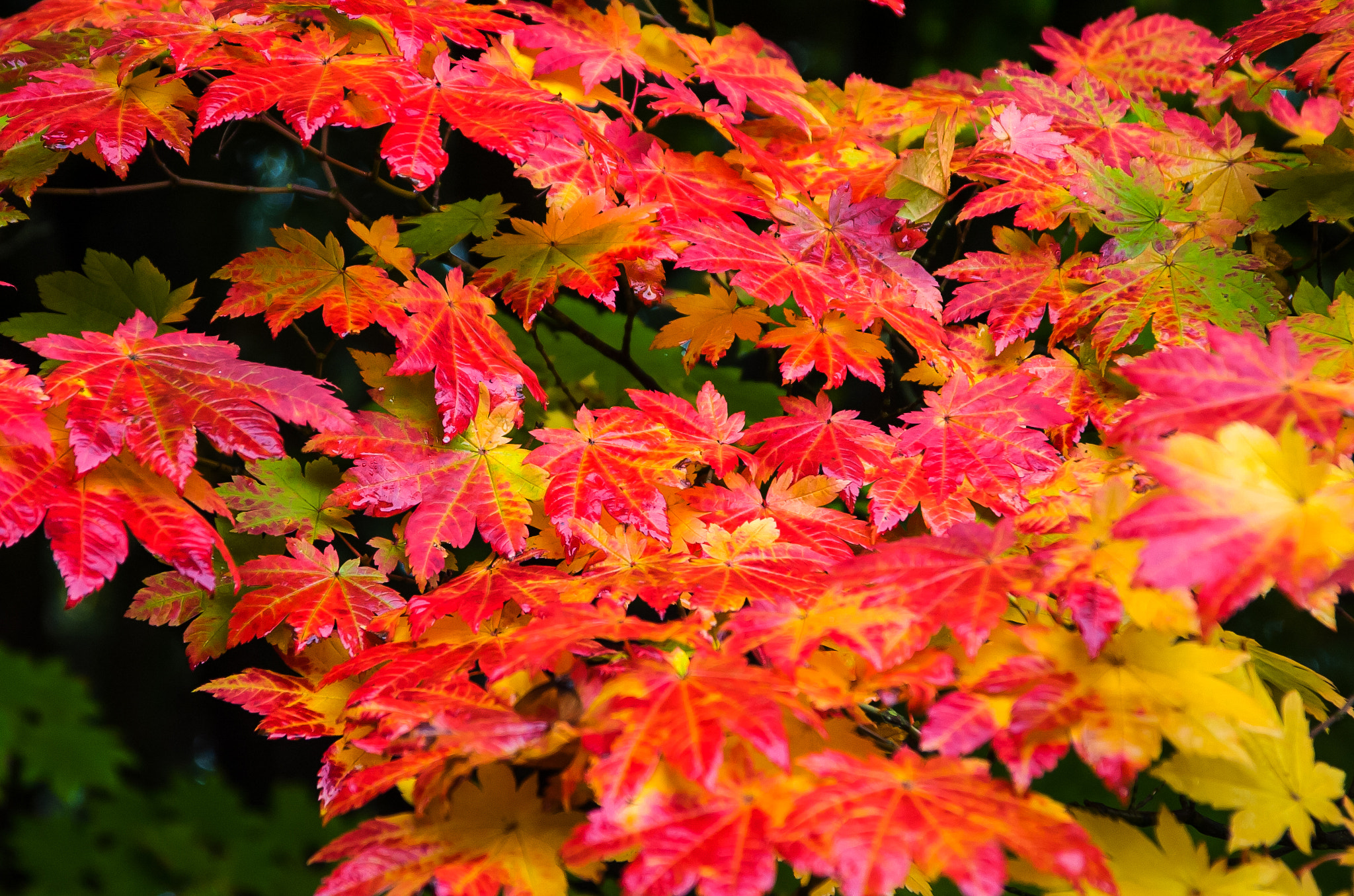 Nikon D2Hs + AF-S Zoom-Nikkor 24-85mm f/3.5-4.5G IF-ED sample photo. Autumn leaves photography