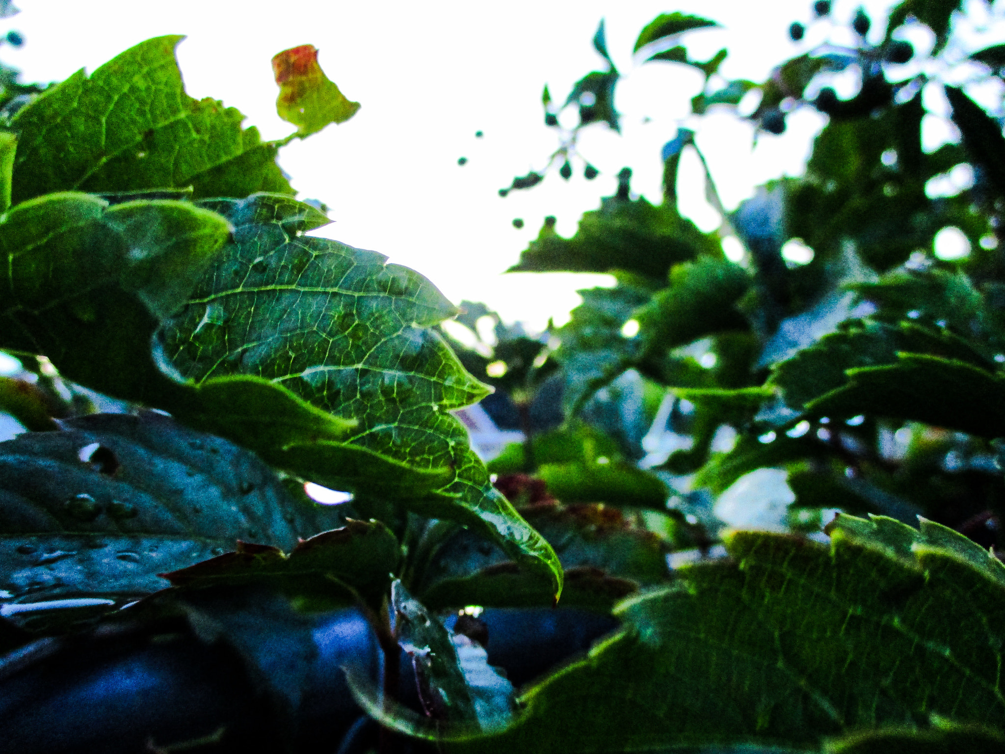 Canon PowerShot ELPH 160 (IXUS 160 / IXY 150) sample photo. Foliage photography