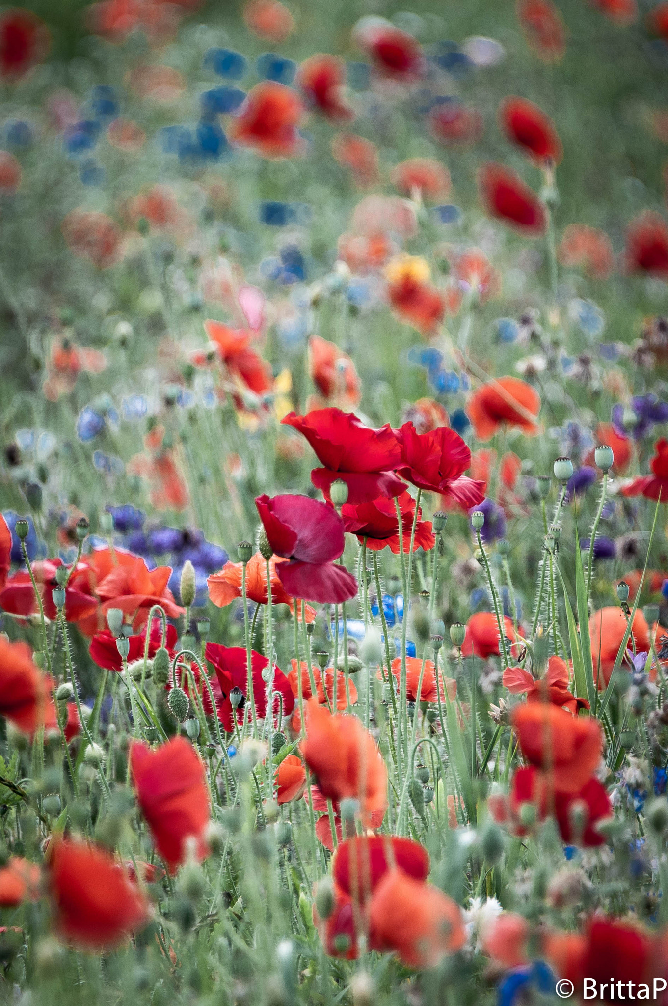 Nikon D300S sample photo. Field of flowers photography