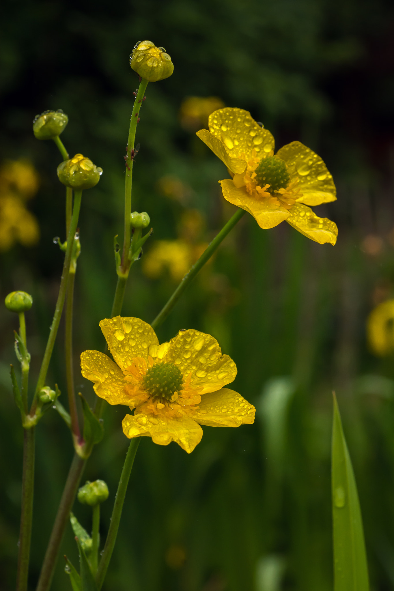 Nikon D7100 + AF Micro-Nikkor 60mm f/2.8 sample photo. Just out of the shower.... photography