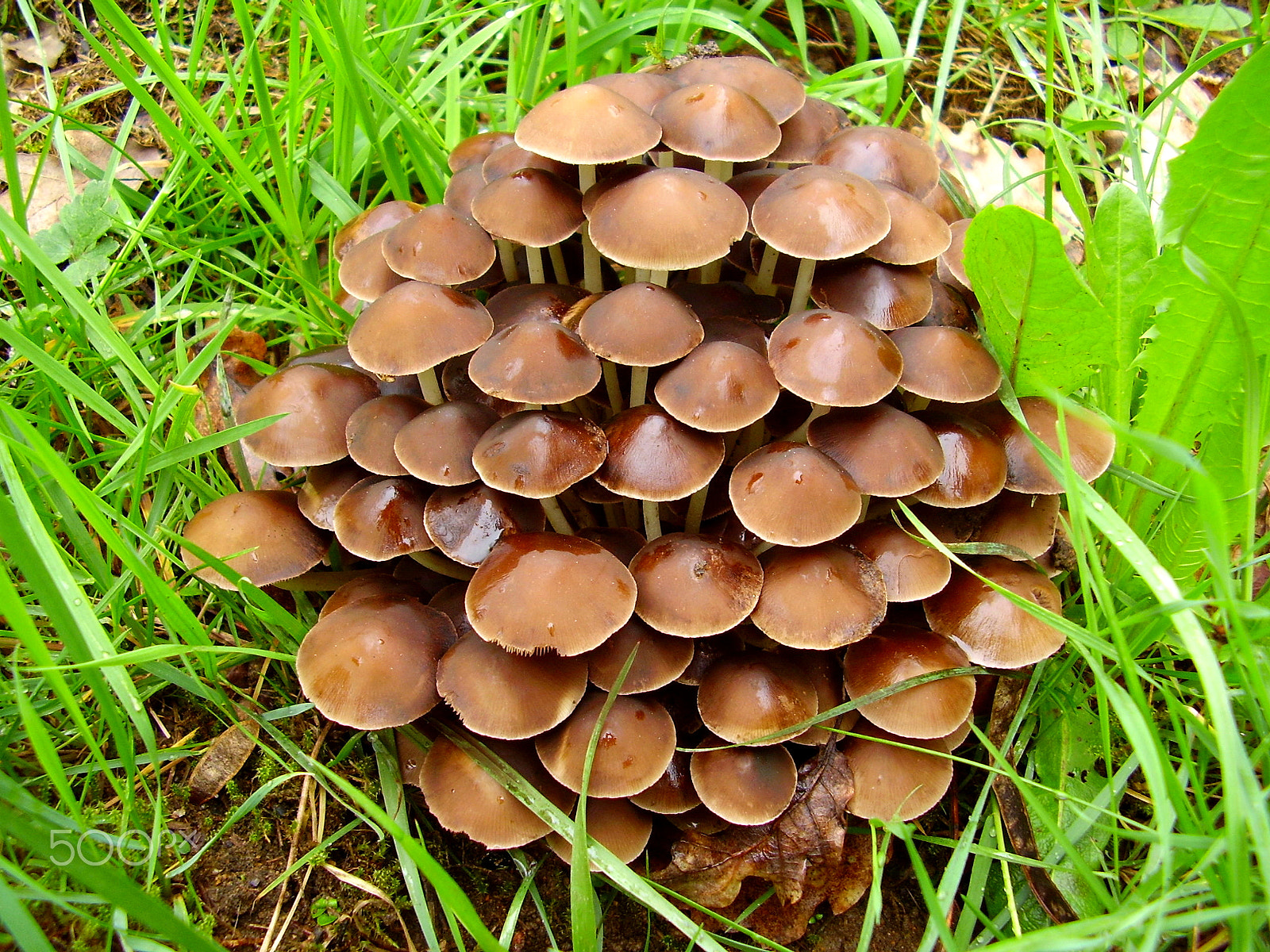 Olympus FE115,X715 sample photo. Mycena inclinata photography