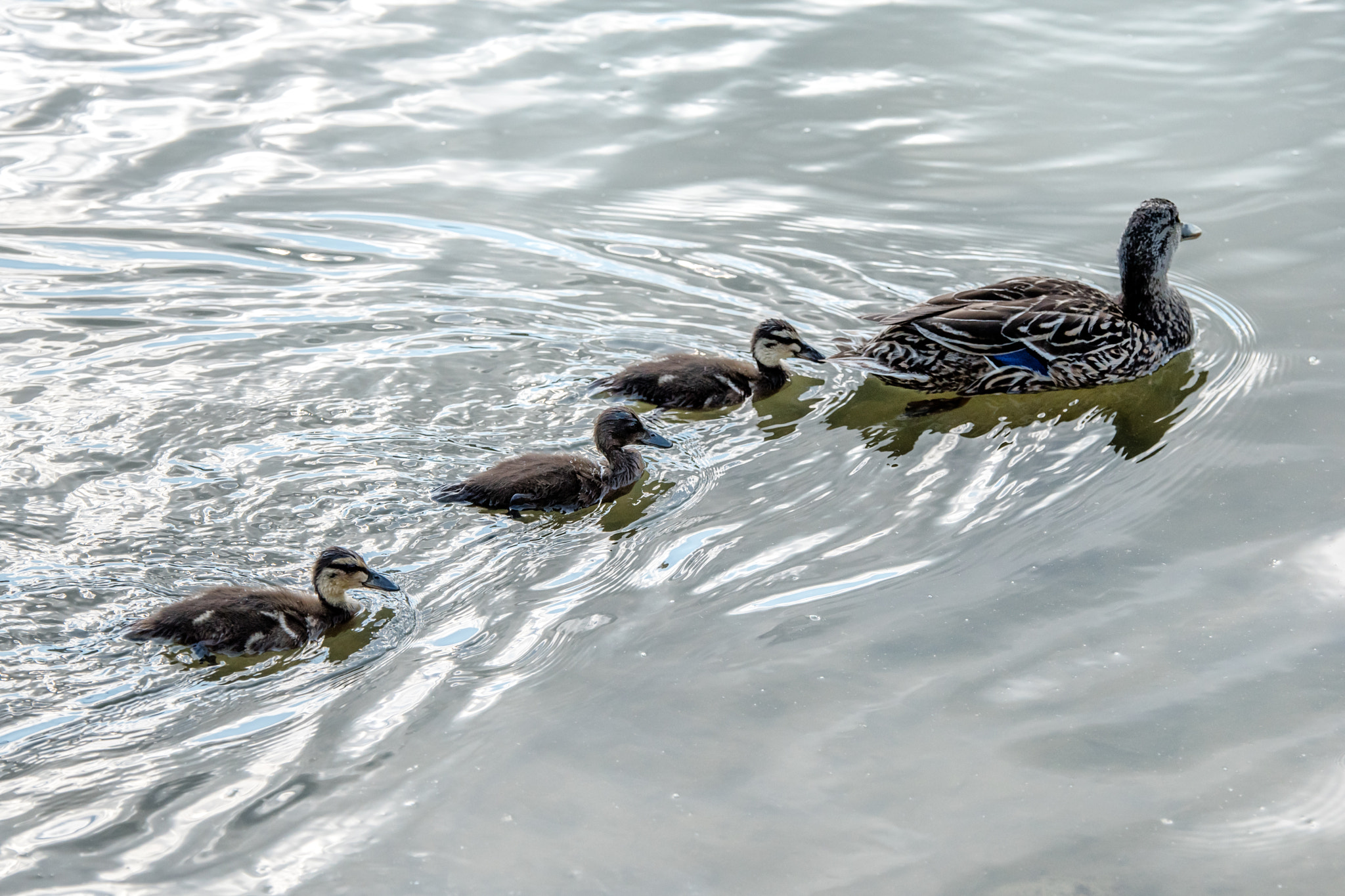 Nikon AF-S Nikkor 70-200mm F2.8G ED VR II sample photo. Ducks on a river of silver photography