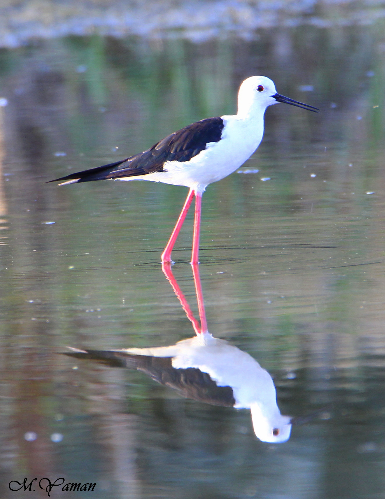 Tamron SP 150-600mm F5-6.3 Di VC USD sample photo. Uzunbacak / black-winged stilt photography