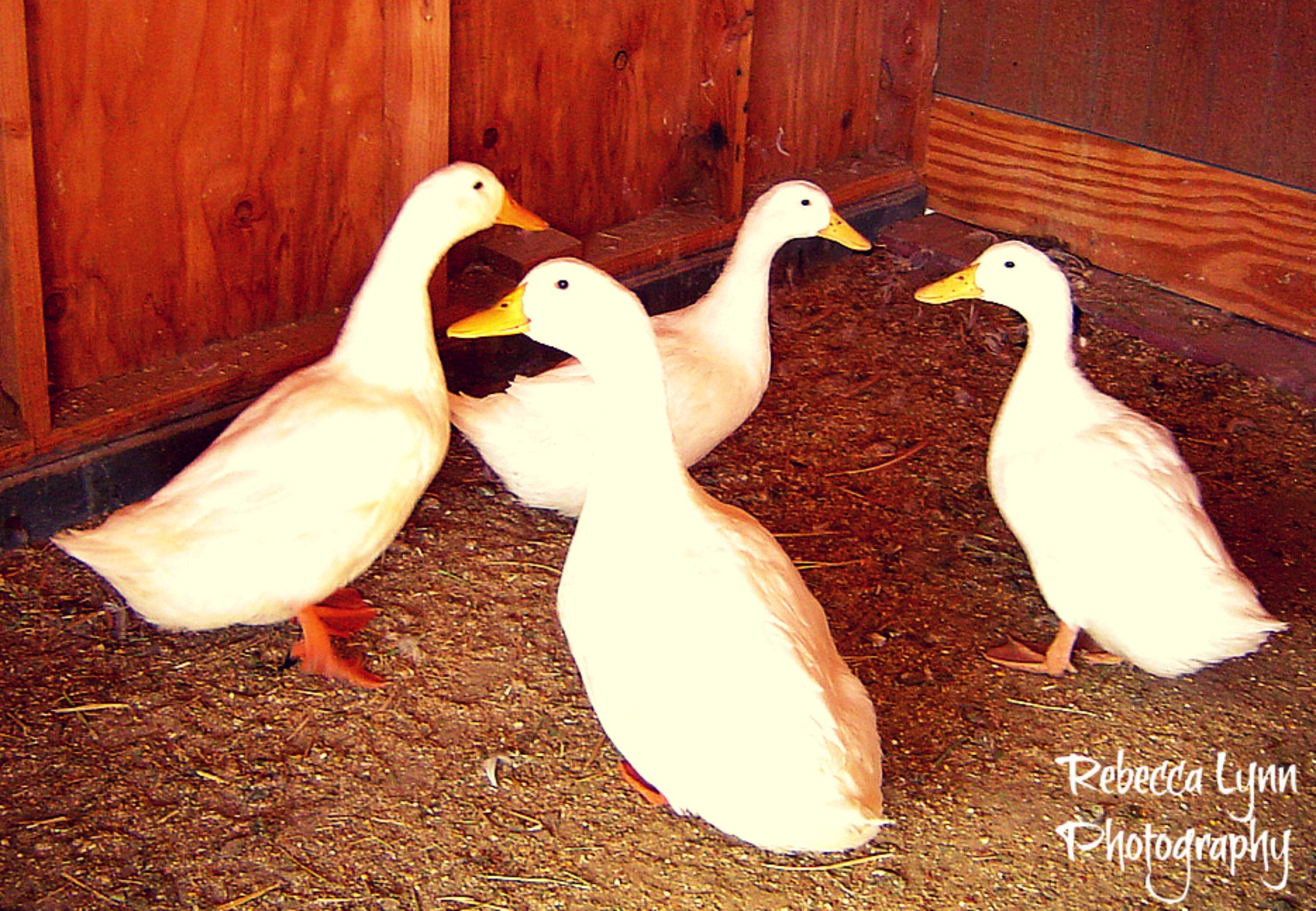 Sony DSC-P72 sample photo. The duck convention photography