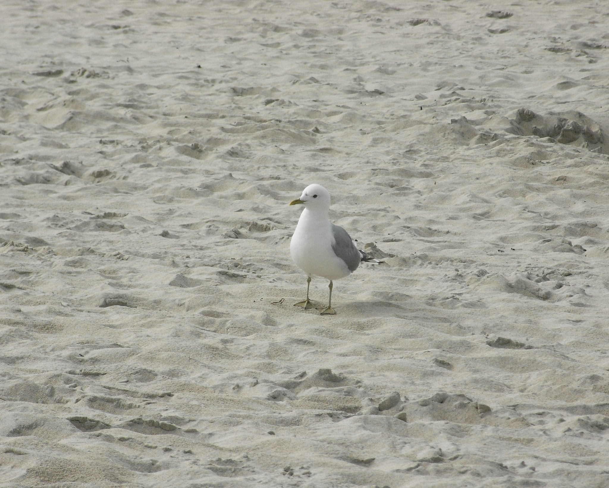 Ricoh Caplio R6 sample photo. Waiting on the sand photography
