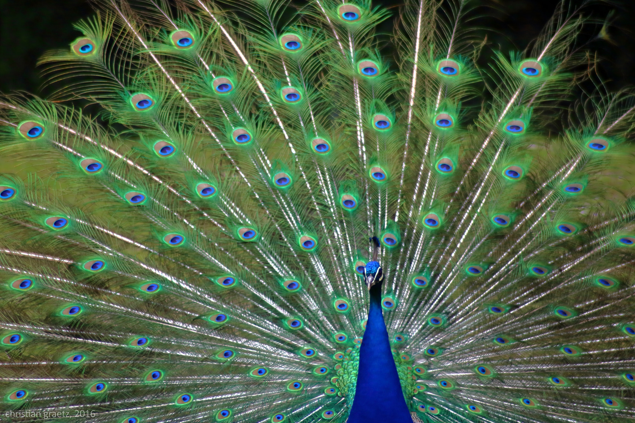 Canon EOS 750D (EOS Rebel T6i / EOS Kiss X8i) sample photo. Beautiful peacock photography