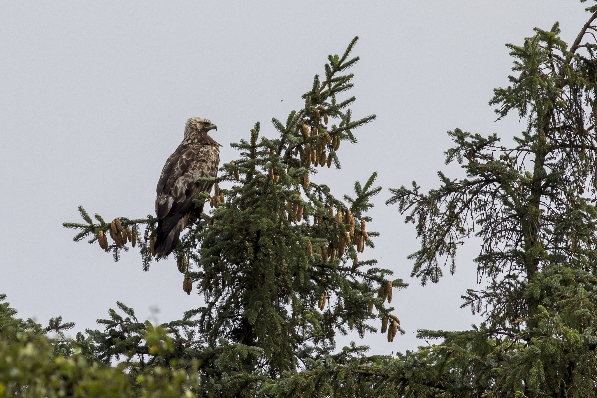 Canon EOS 60D + Canon EF 400mm F5.6L USM sample photo. Golden eagle photography