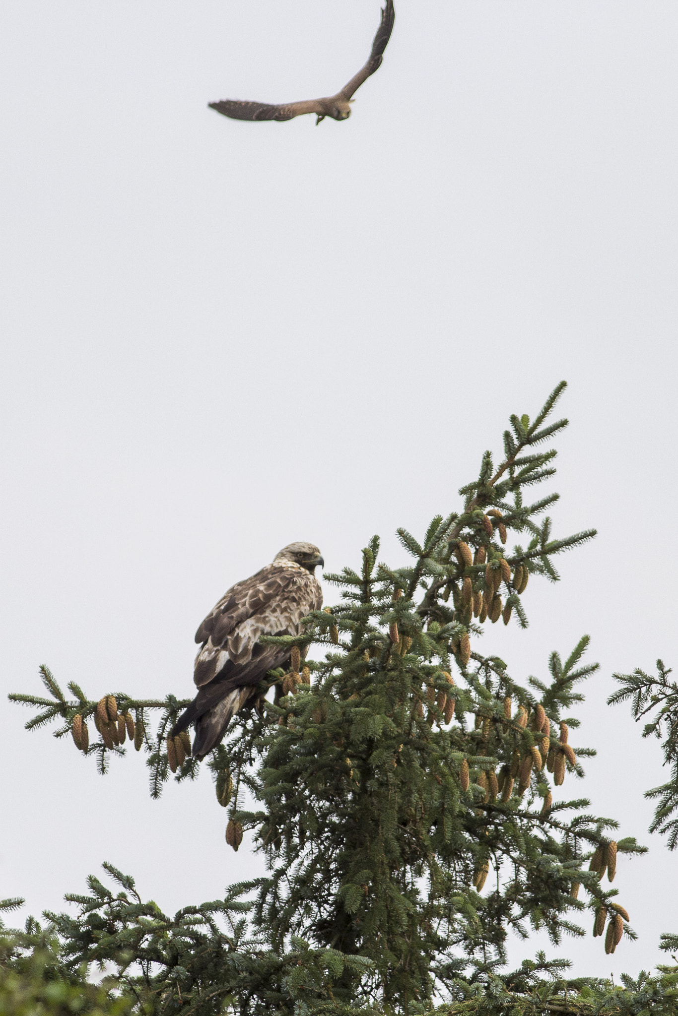 Canon EOS 60D + Canon EF 400mm F5.6L USM sample photo. Golden eagle photography