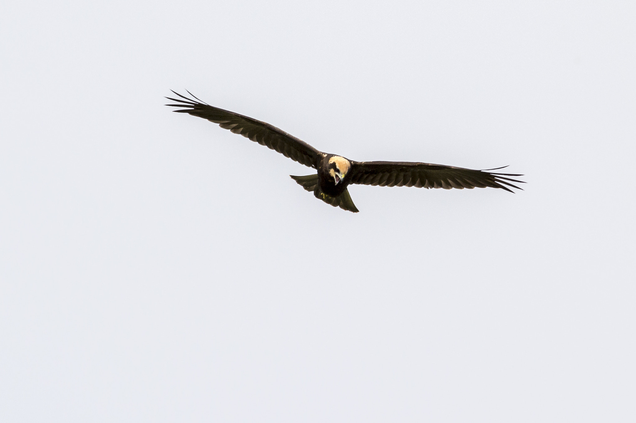 Canon EOS 60D + Canon EF 400mm F5.6L USM sample photo. Marsh harrier photography