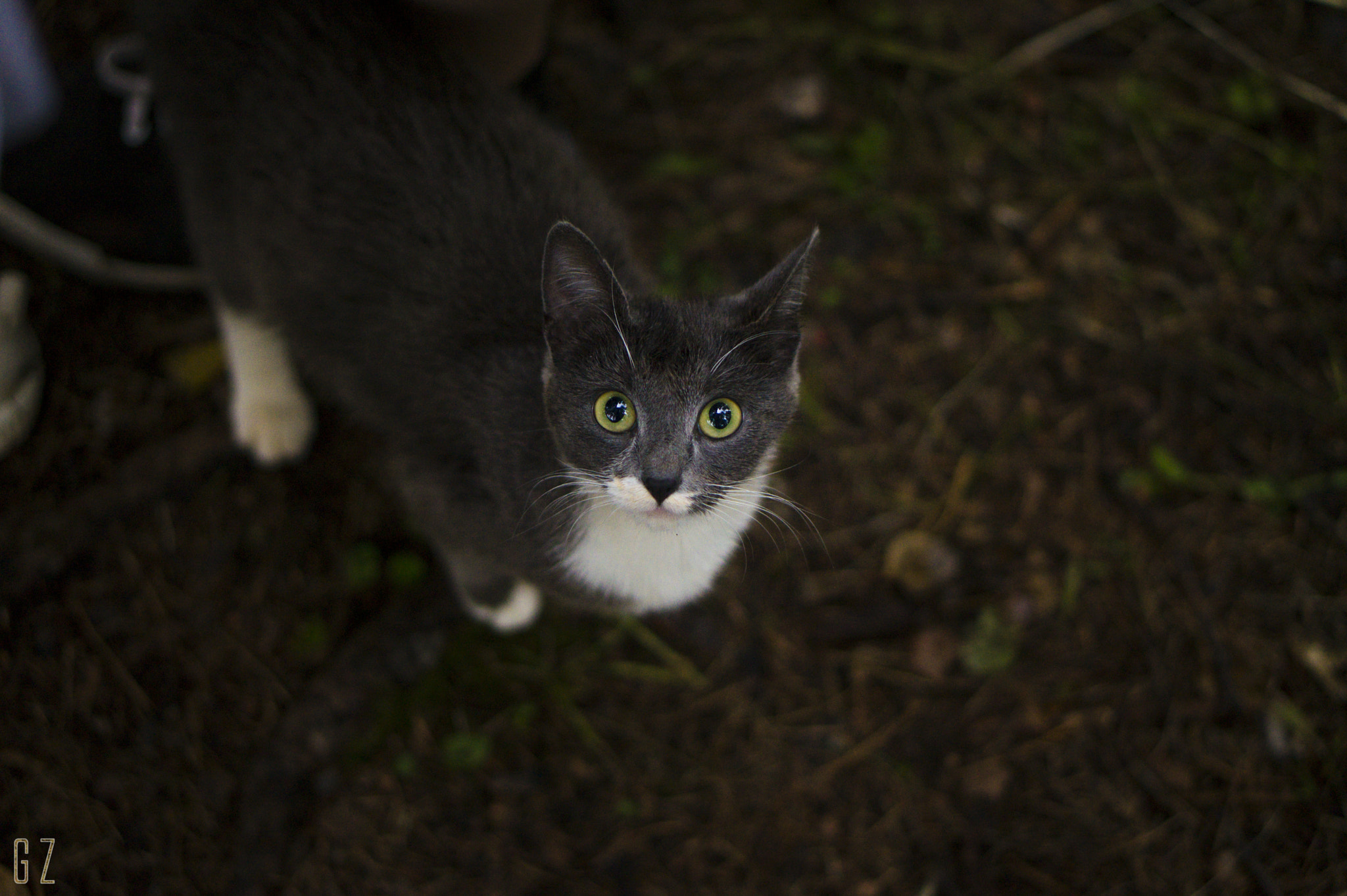 Sony Alpha a5000 (ILCE 5000) + E 50mm F1.8 OSS sample photo. Forest cat photography