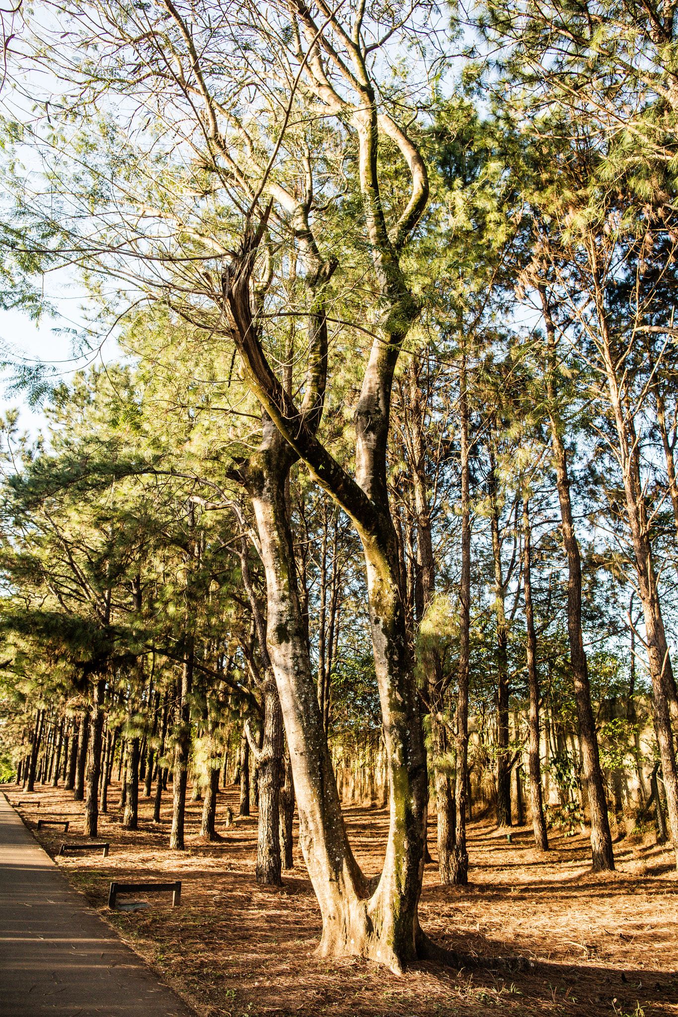 Canon EOS 5DS + Canon EF 24mm F1.4L II USM sample photo. Bv inverno lr photography