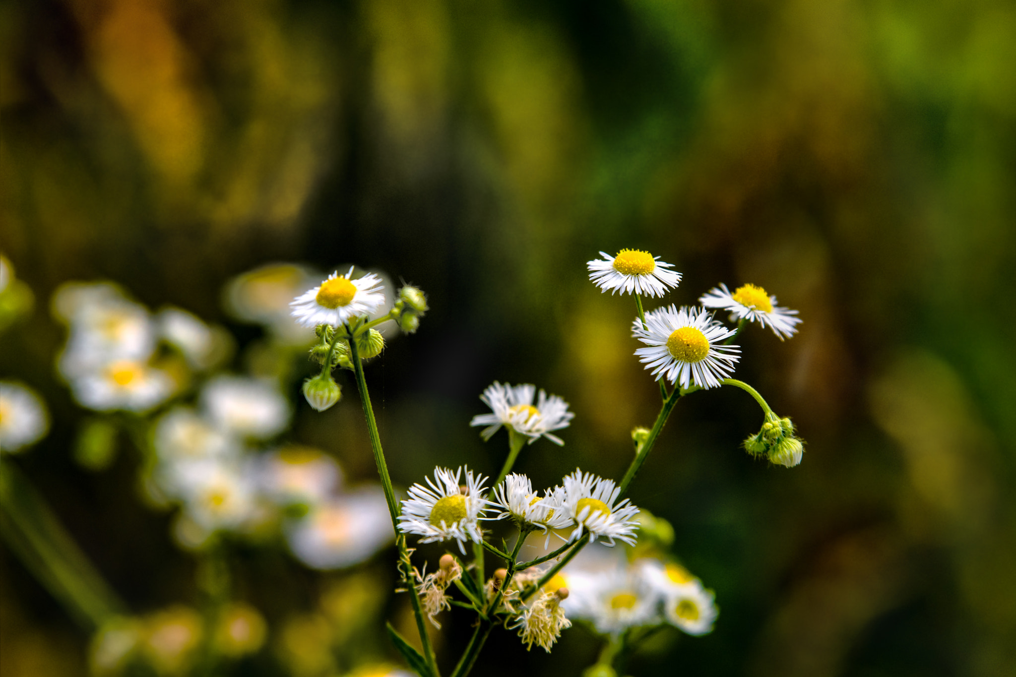 Nikon AF-S Nikkor 70-200mm F2.8G ED VR II sample photo. Prettythings wednesday photography