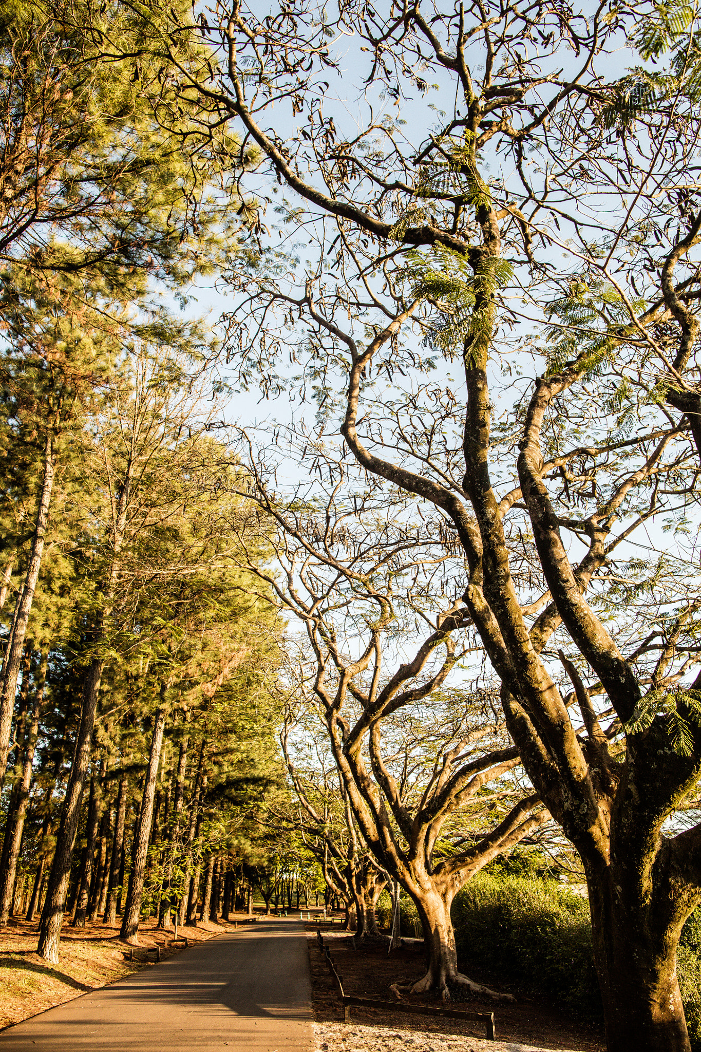 Canon EOS 5DS + Canon EF 24mm F1.4L II USM sample photo. Bv inverno lr photography