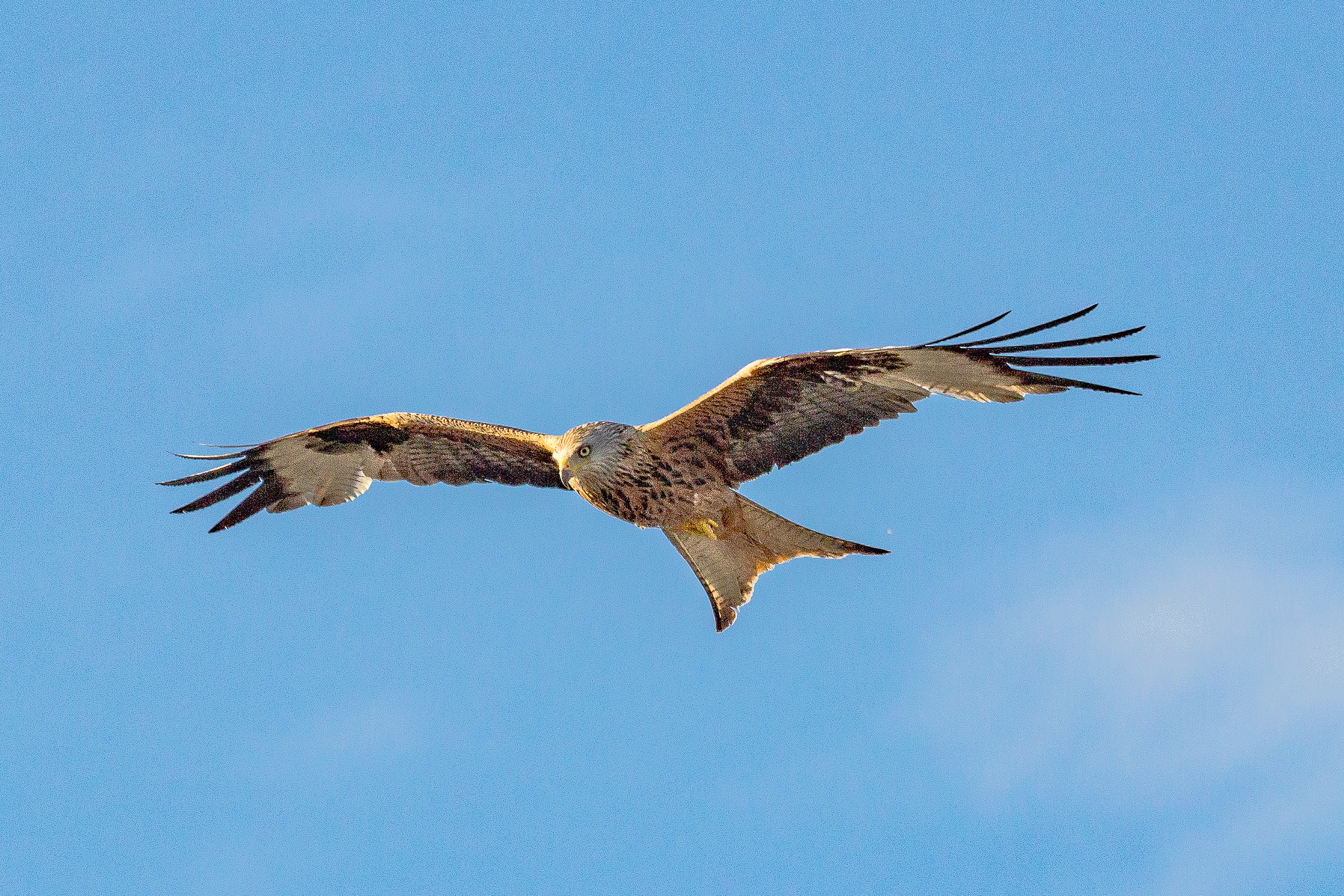 Canon EOS 60D + Canon EF 100-400mm F4.5-5.6L IS USM sample photo. Red kite photography