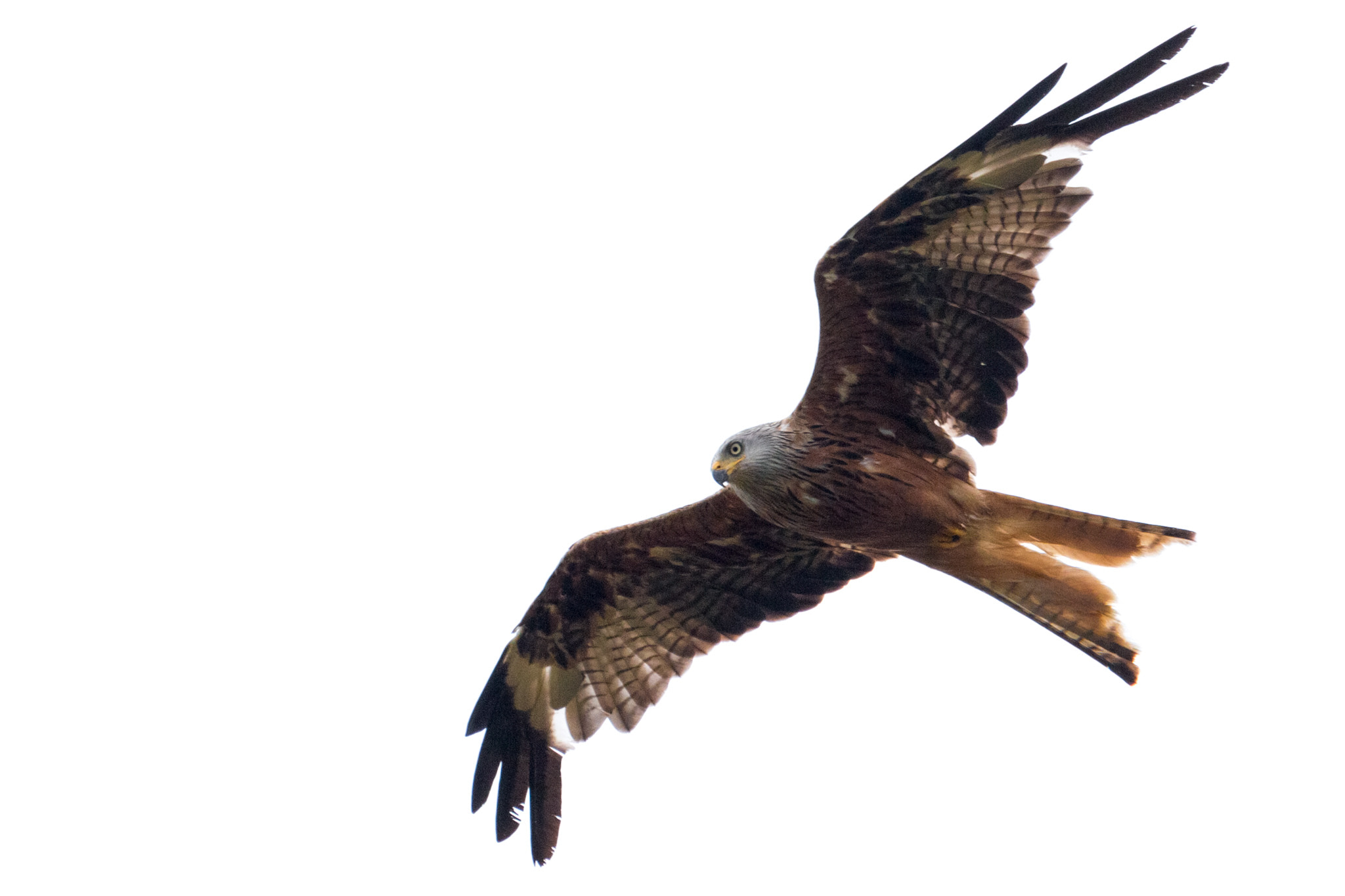 Canon EF 100-400mm F4.5-5.6L IS USM sample photo. Red kite (milvus milvus) photography