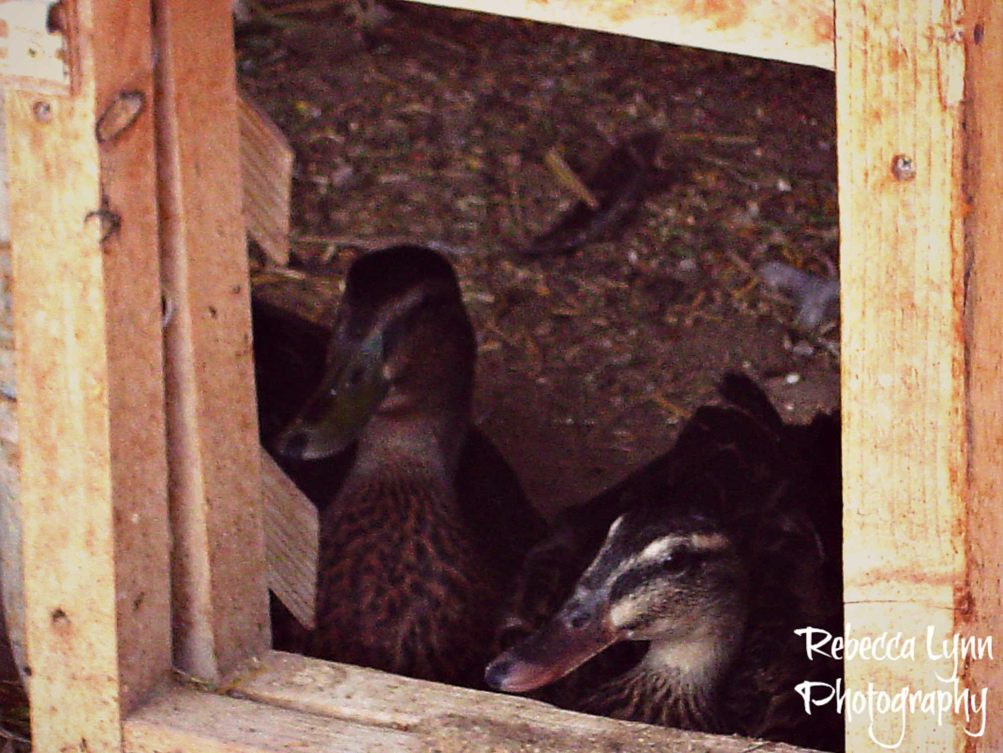 Sony DSC-P72 sample photo. Duck sitting photography