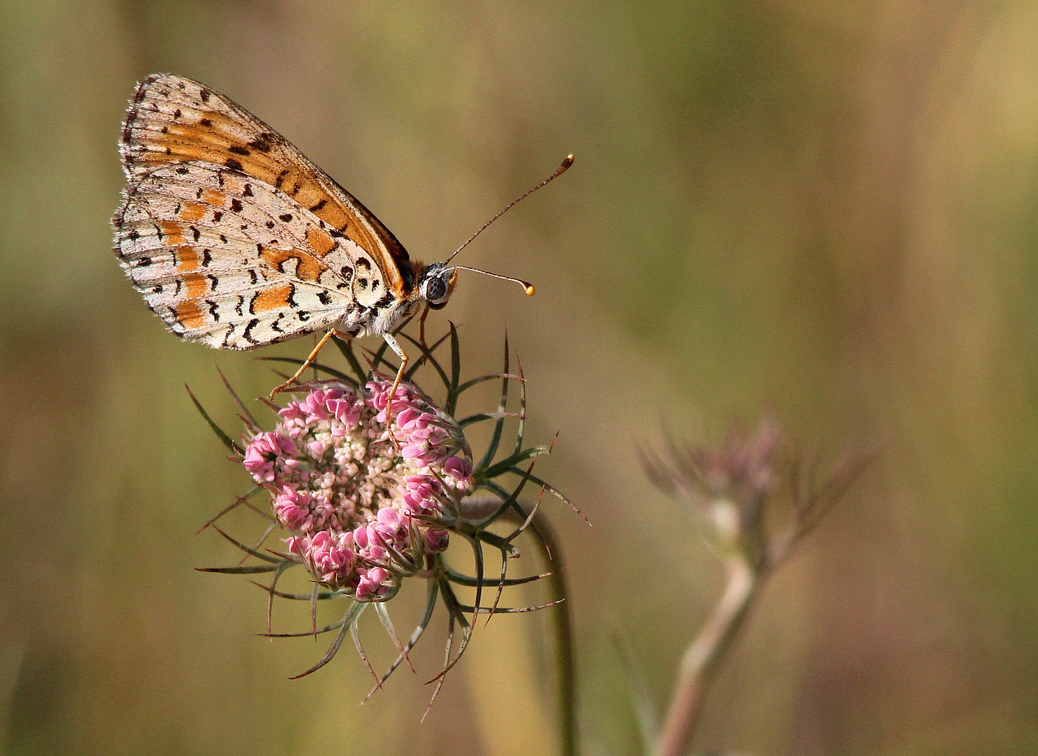Sigma 150-500mm F5-6.3 DG OS HSM sample photo. Melitaea didyma photography