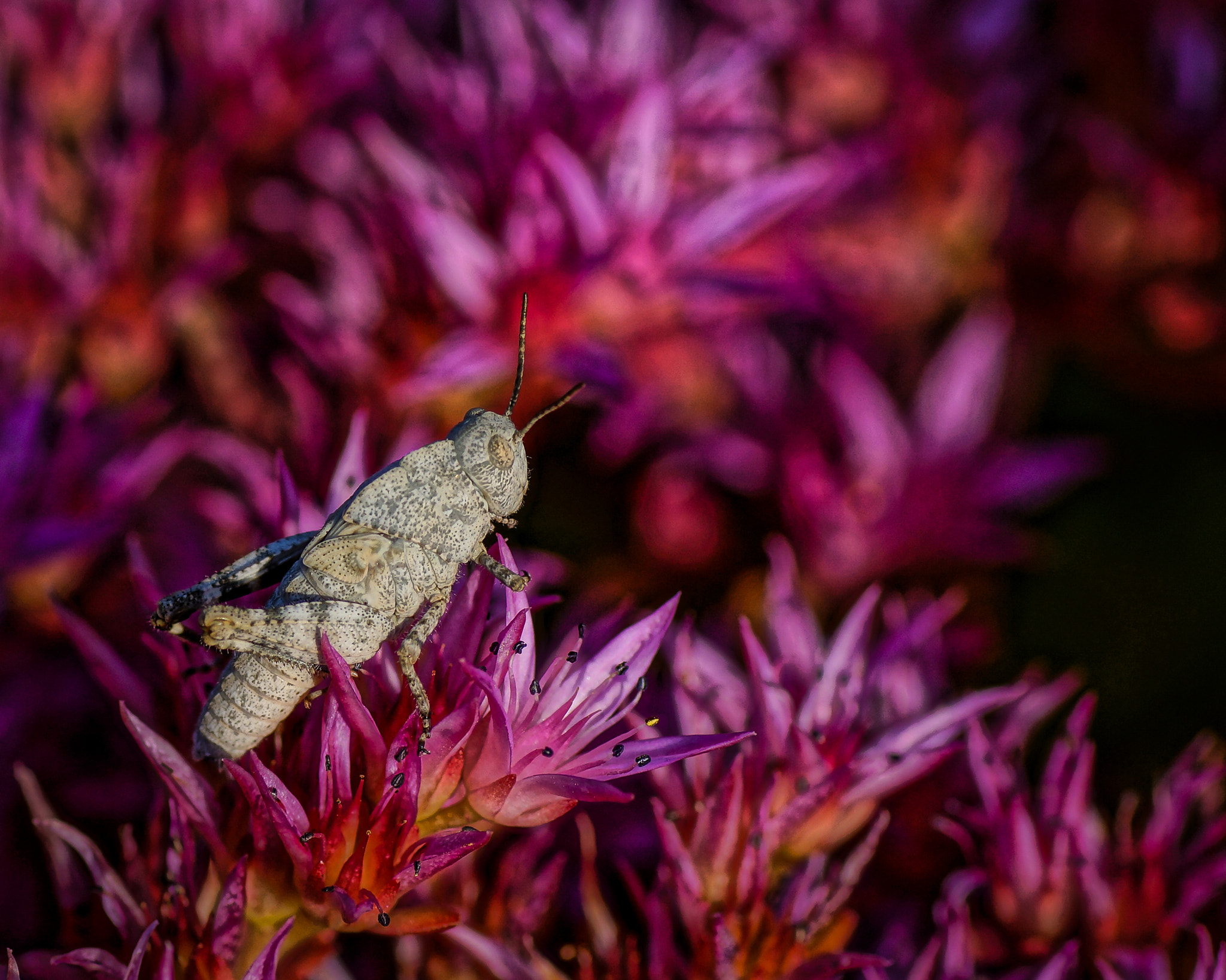 Sony Alpha NEX-7 + Tamron SP AF 90mm F2.8 Di Macro sample photo. Camo grasshopper photography