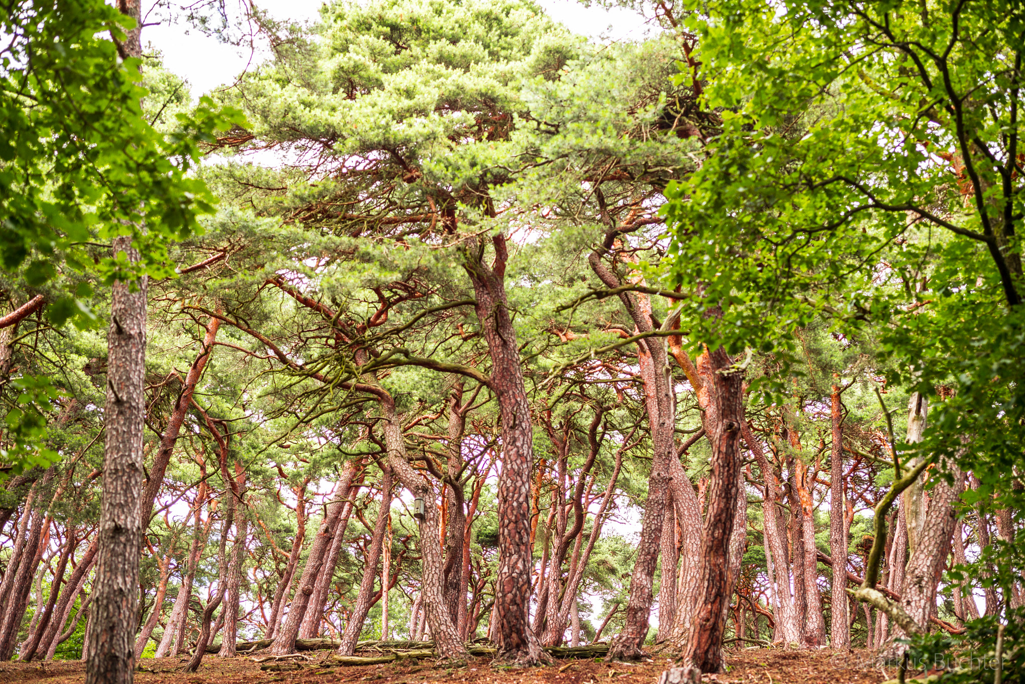 Leica APO-Summicron-M 50mm F2 ASPH sample photo. Pine trees photography
