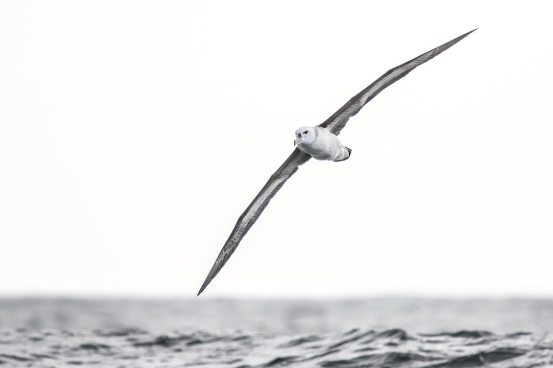 Canon EF 300mm f/2.8L + 1.4x sample photo. Albatross photography