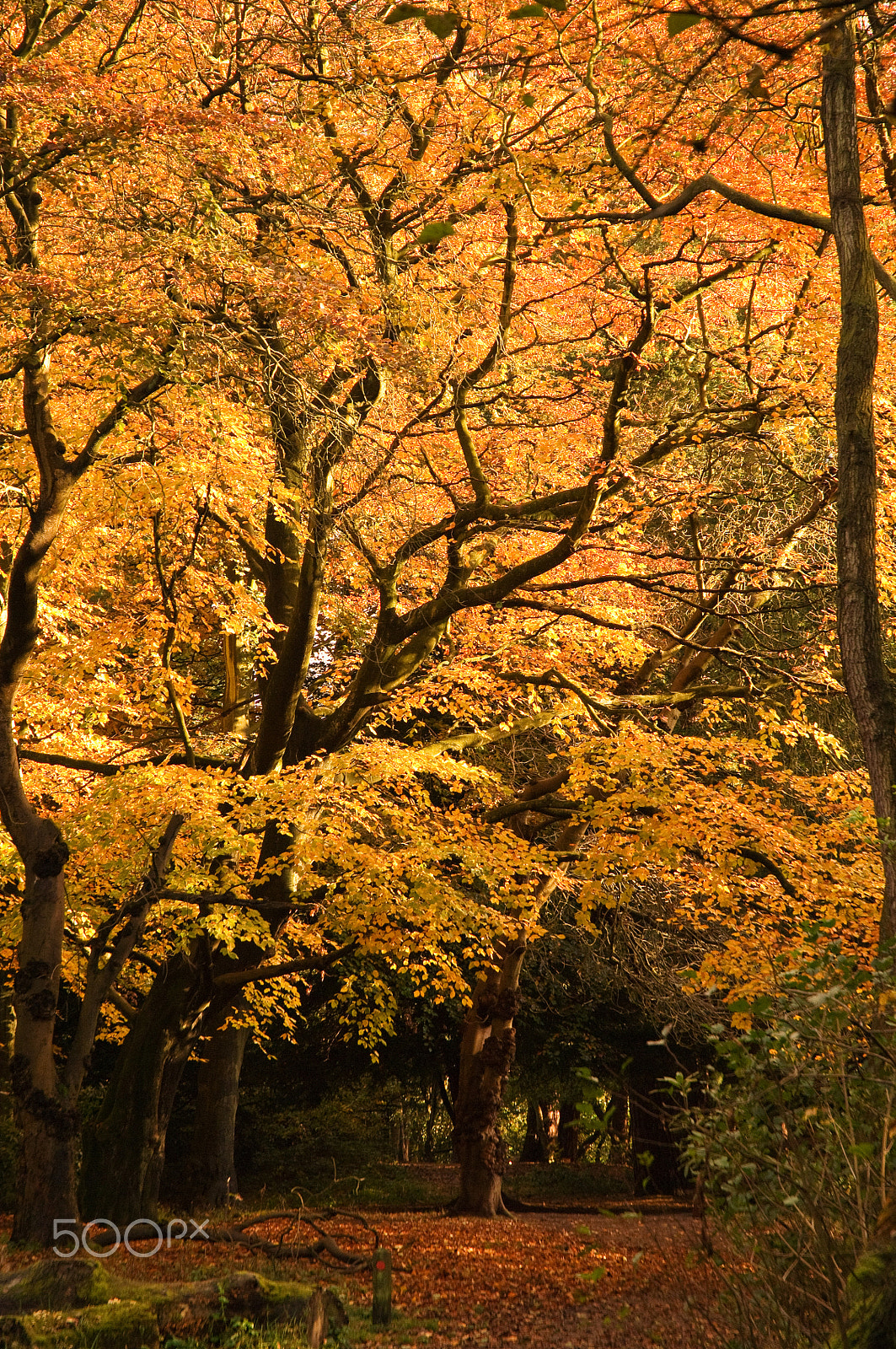 Nikon D2X sample photo. Autumn colours photography