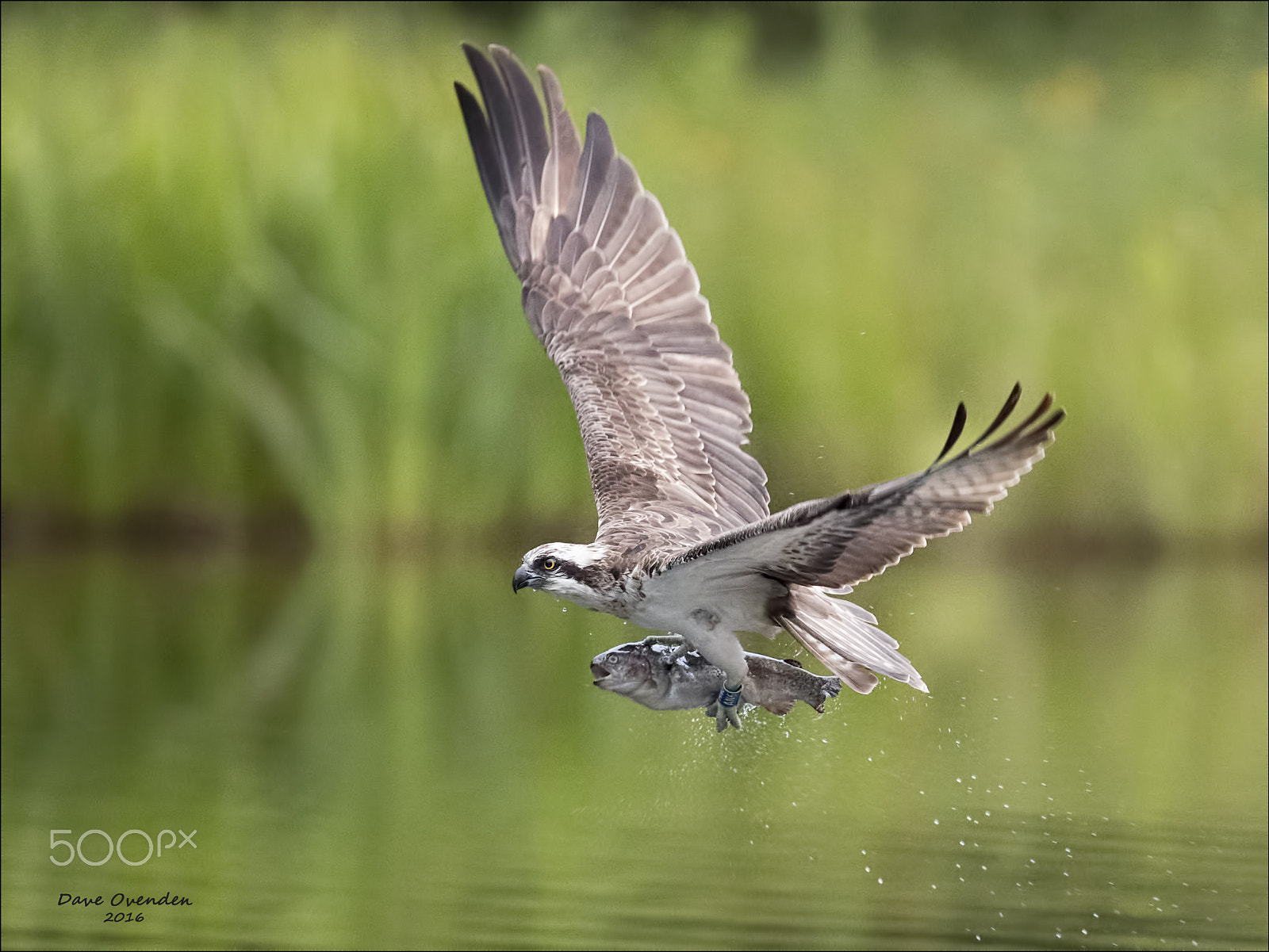 Canon EF 300mm F2.8L IS II USM sample photo. Osprey and fish photography