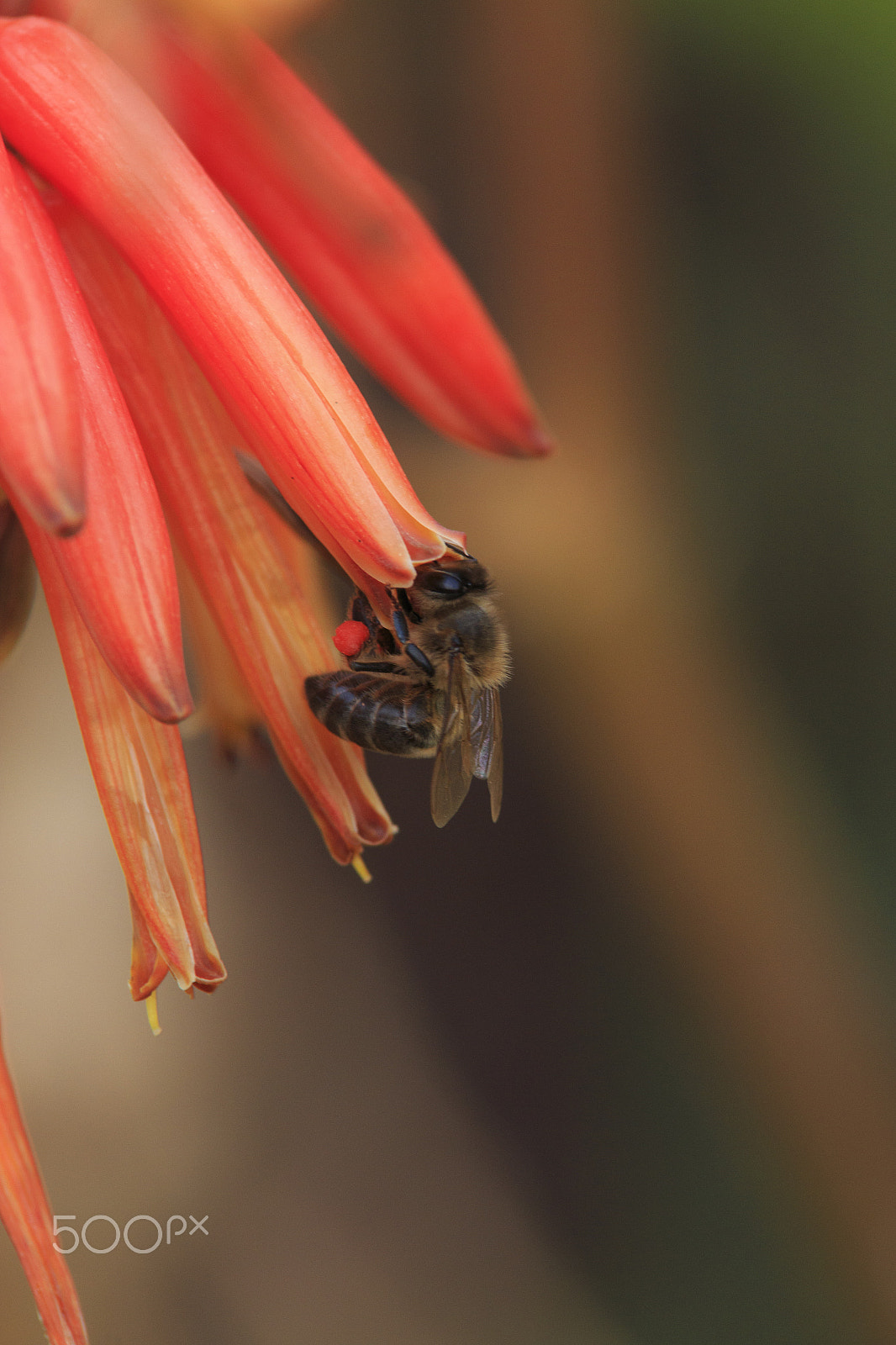 Canon EOS 70D + Tamron SP AF 70-200mm F2.8 Di LD (IF) MACRO sample photo. The art of pollinating photography