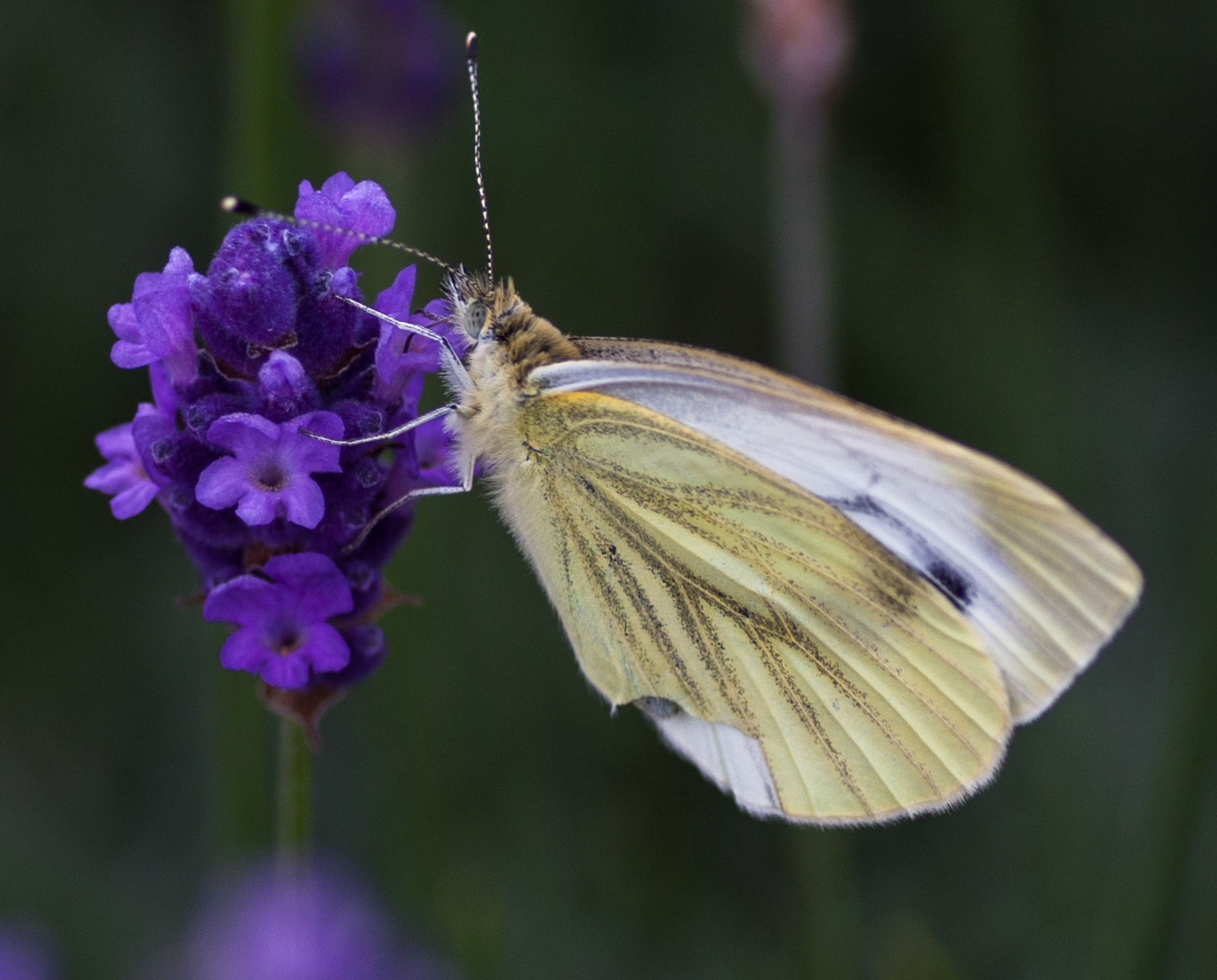 Canon EOS 40D + Tamron SP AF 90mm F2.8 Di Macro sample photo. Small white photography