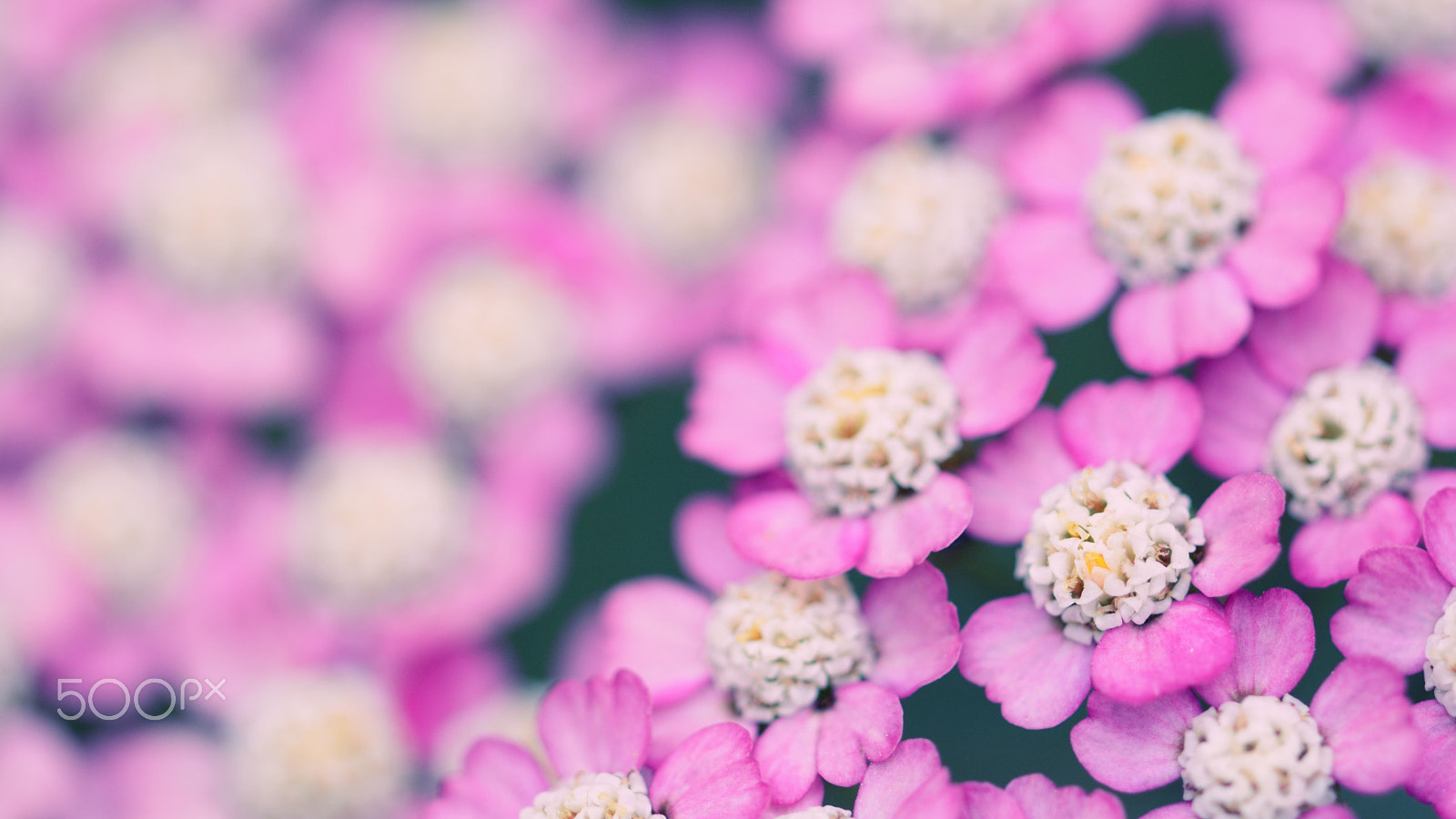 Nikon D7100 + Nikon AF Micro-Nikkor 200mm F4D ED-IF sample photo. Achillea millefolium photography