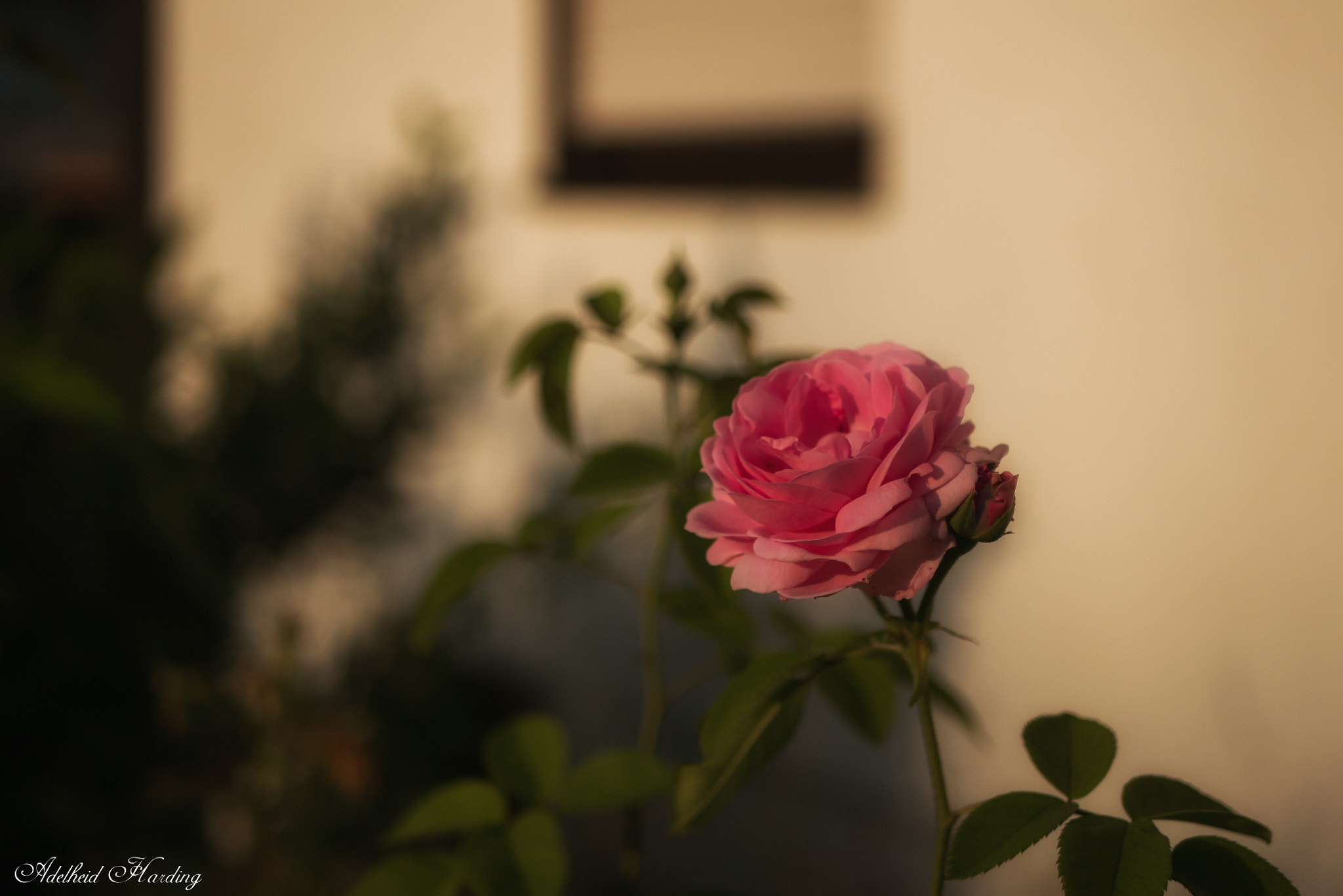 Panasonic Lumix DMC-GX85 (Lumix DMC-GX80 / Lumix DMC-GX7 Mark II) + LUMIX G 25/F1.7 sample photo. Rose photography