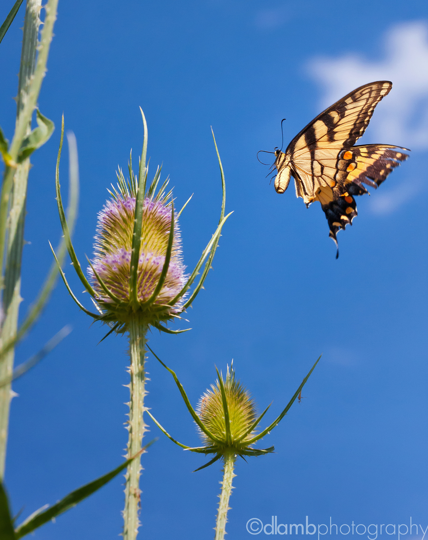 Canon EF-S 60mm F2.8 Macro USM sample photo. Flight risk photography