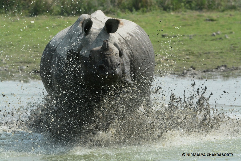 Nikon D7100 + Nikon AF-S Nikkor 200-400mm F4G ED VR II sample photo. When a rhino charges! photography