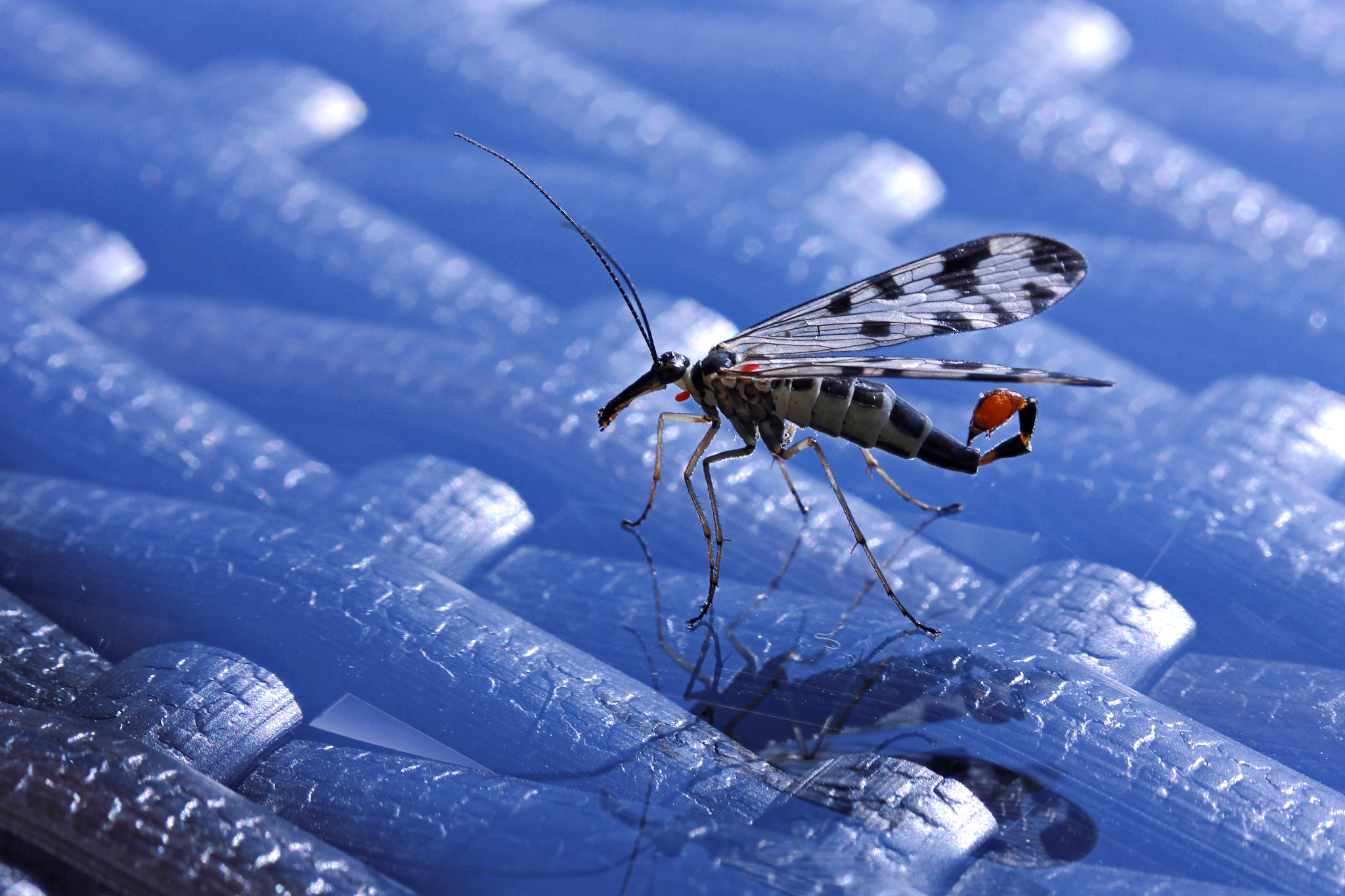 Canon EF-S 60mm F2.8 Macro USM sample photo. Mosquito photography
