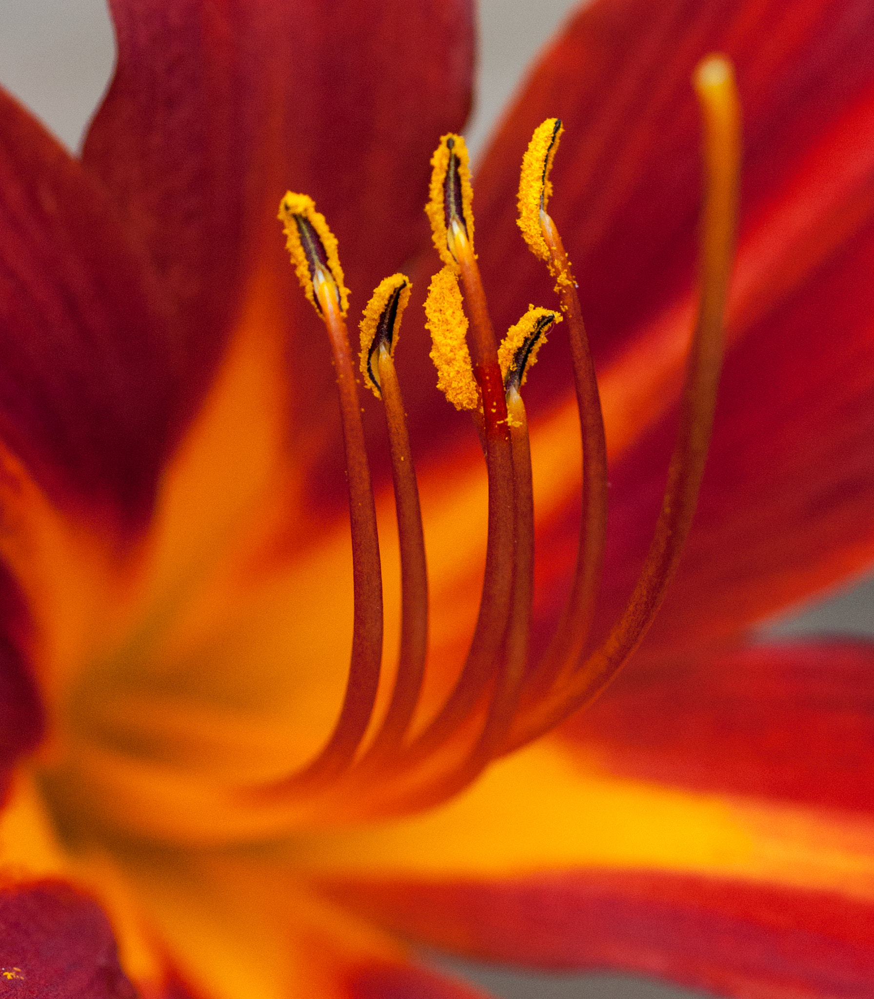 Canon EOS 40D + Tamron SP AF 90mm F2.8 Di Macro sample photo. Day lilly photography