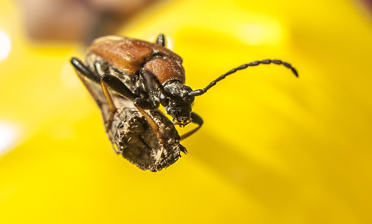 Nikon D700 + Sigma 24mm F1.8 EX DG Aspherical Macro sample photo