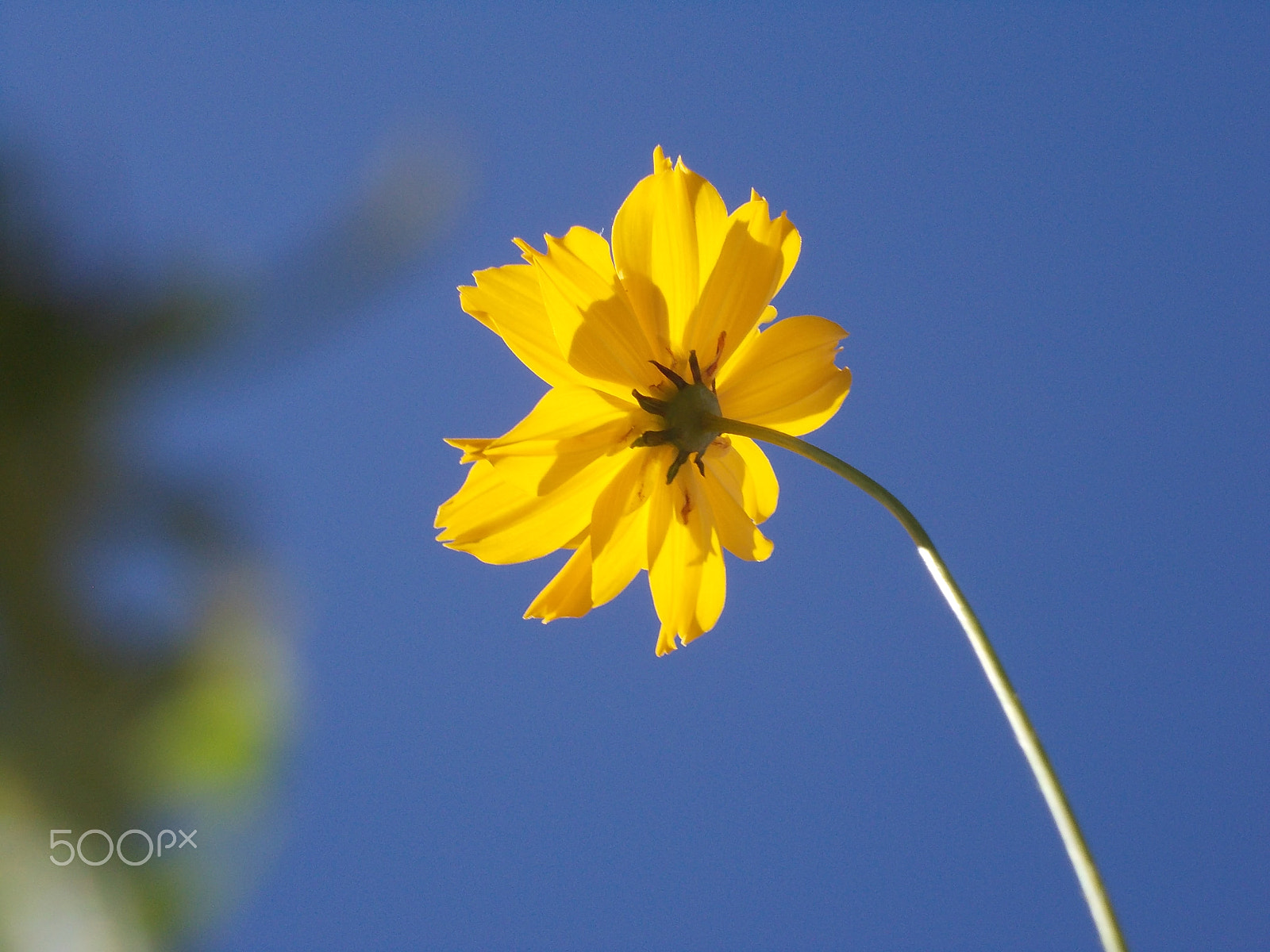 Nikon COOLPIX L23 sample photo. Cosmos flower - cosmos sulphureus photography