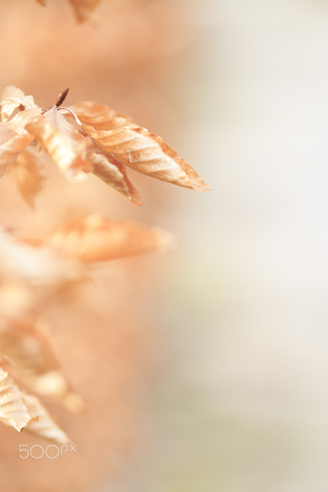 Tamron SP AF 70-200mm F2.8 Di LD (IF) MACRO sample photo. Dry photography
