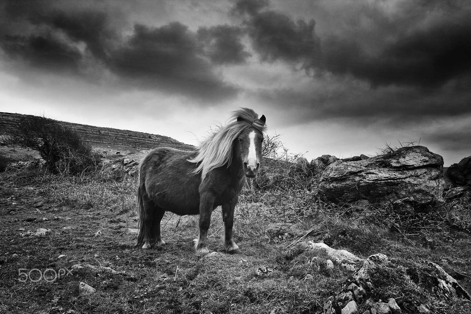 Canon EOS 40D sample photo. Irish horse photography