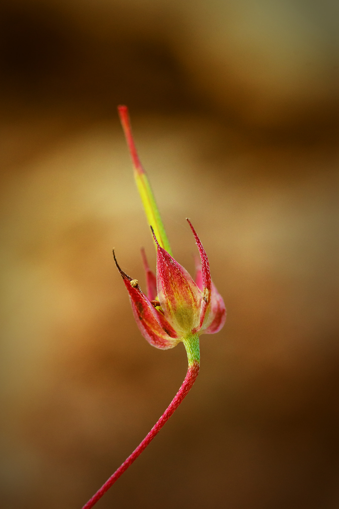 70-200mm F2.8 sample photo. Withered photography