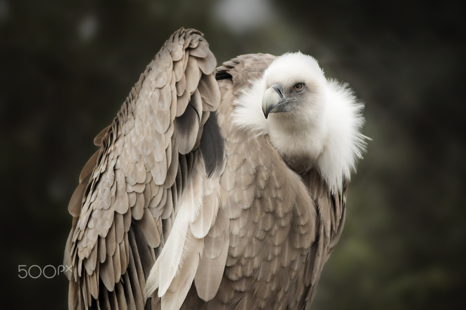 Canon EOS 70D + Tamron SP AF 70-200mm F2.8 Di LD (IF) MACRO sample photo. Vulture photography