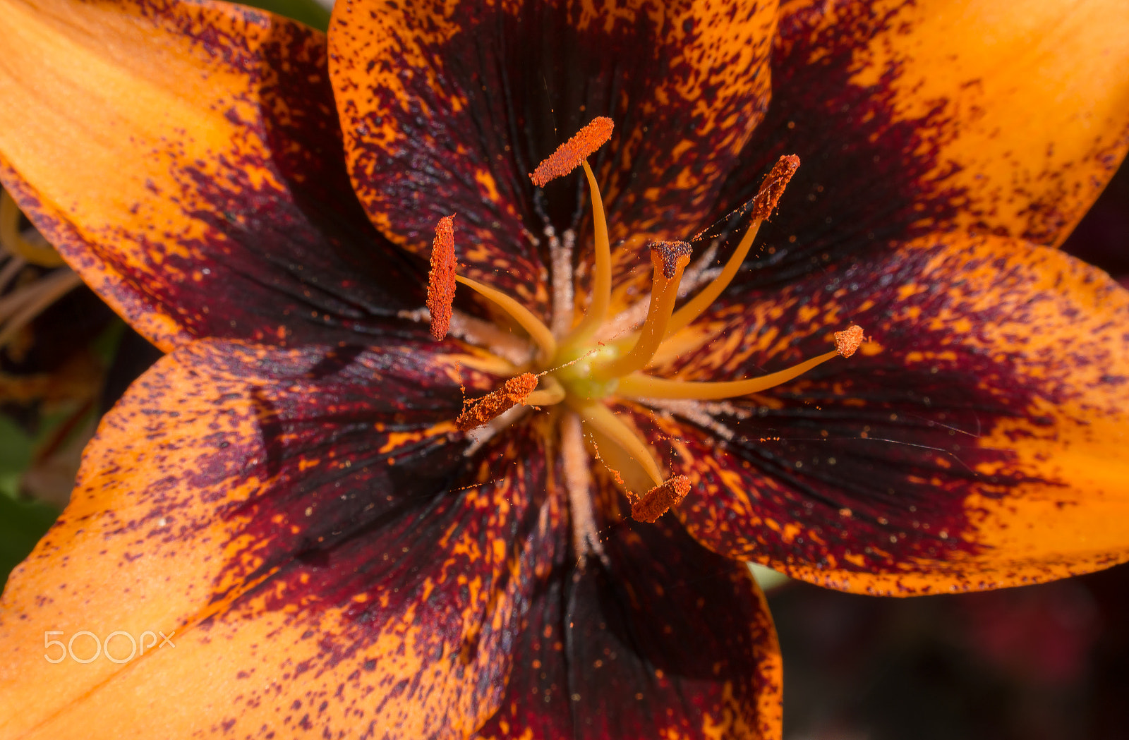 Samsung NX 18-200mm F3.5-6.3 ED OIS sample photo. The orange lily photography