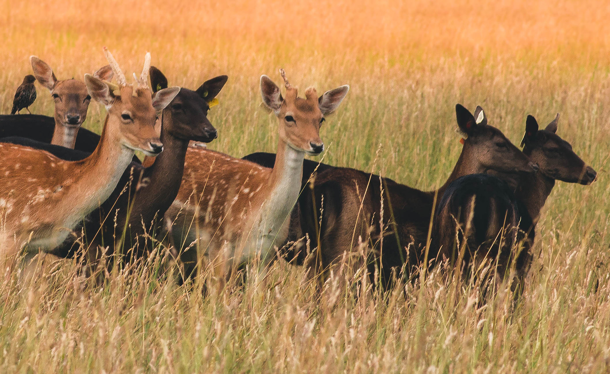 Canon EOS 70D + Canon EF 200mm F2.8L II USM sample photo. Deer herd photography