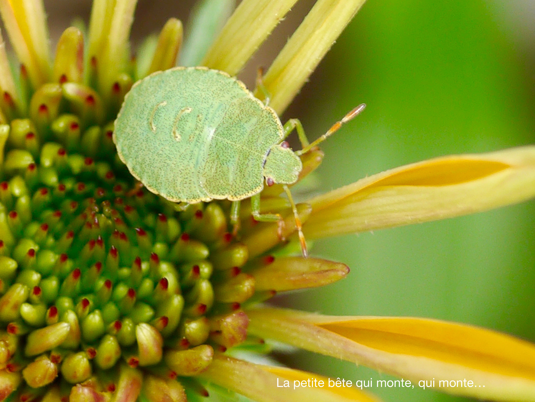 Panasonic Lumix G Macro 30mm F2.8 ASPH Mega OIS sample photo. La petite bête! photography