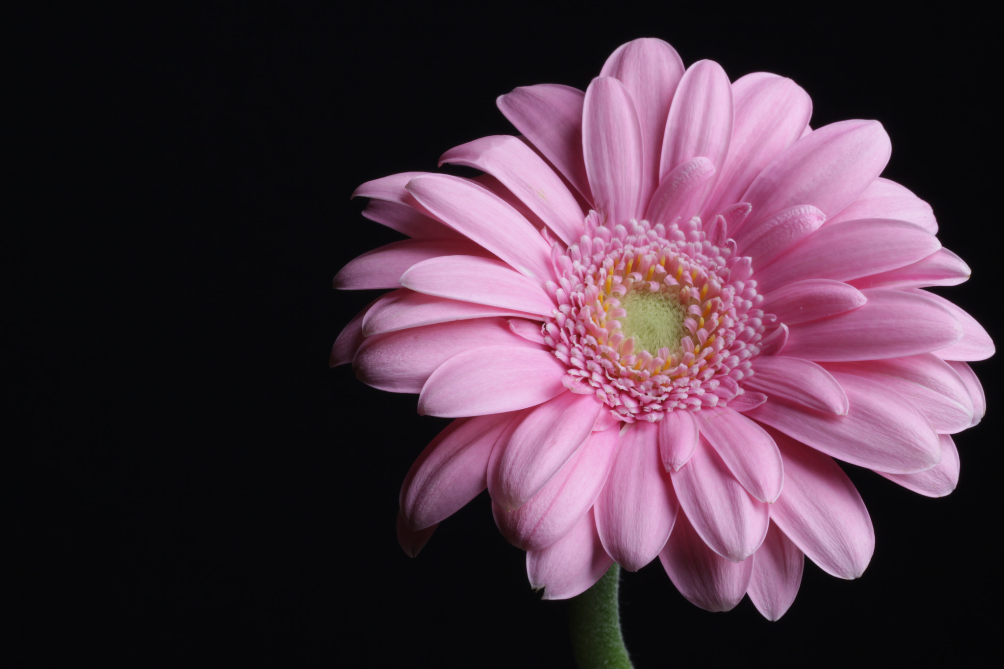 Canon EOS 50D + Canon EF 100mm F2.8L Macro IS USM sample photo. Pink flower photography