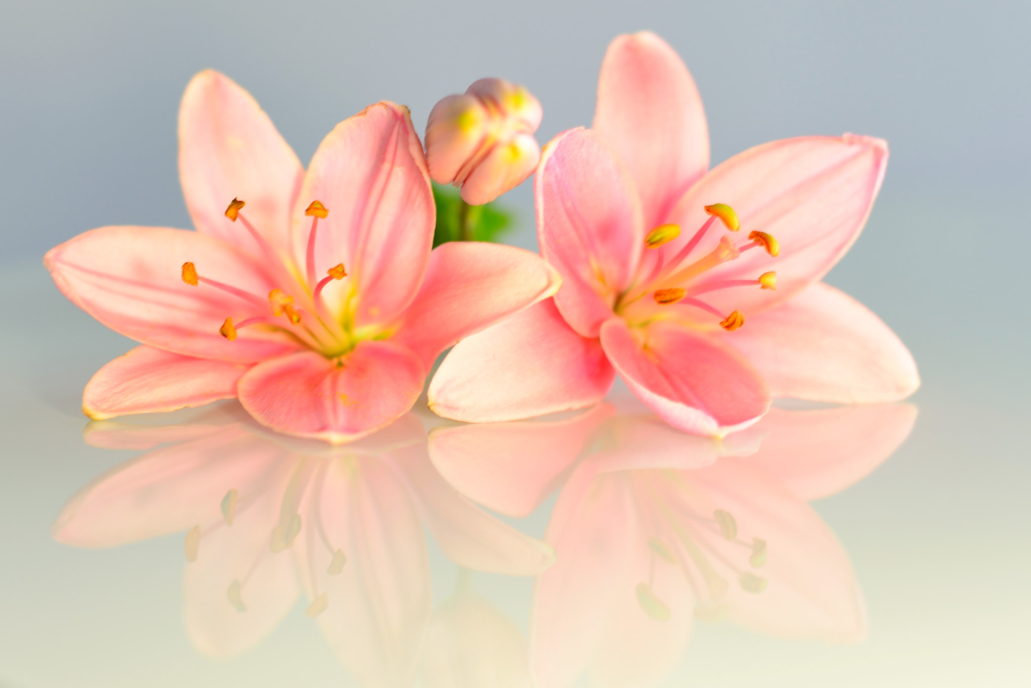 Nikon D600 sample photo. Beautiful lilies photography